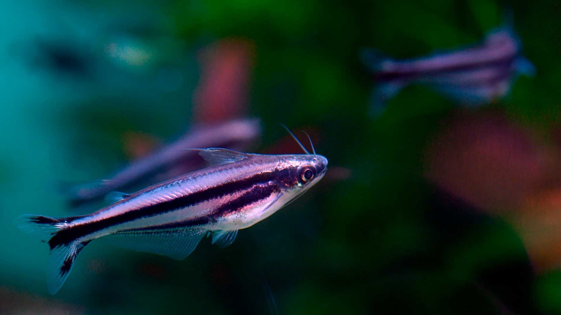 Striped Raphael Catfish