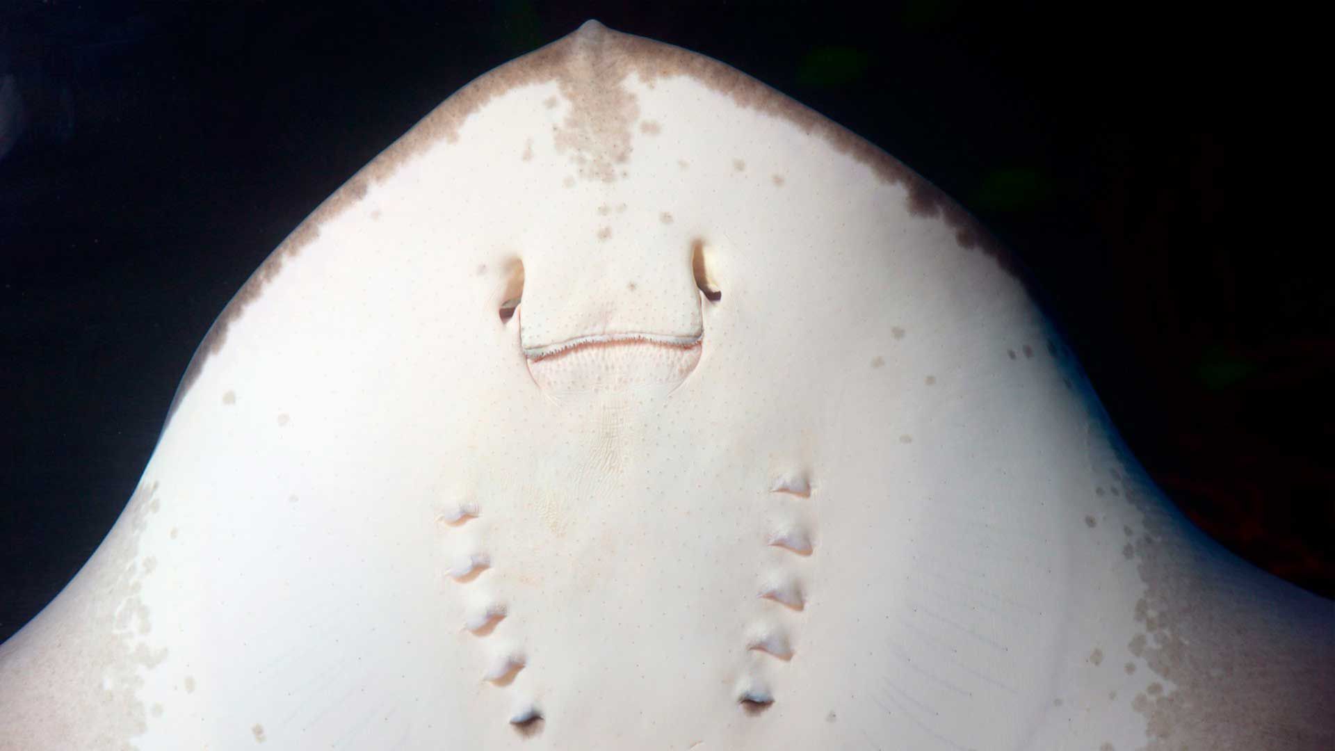 Atlantic Stingray