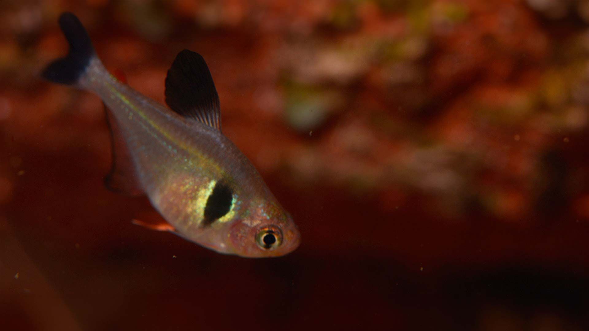 Black Tetra Poema del Mar Aquarium Gran Canaria