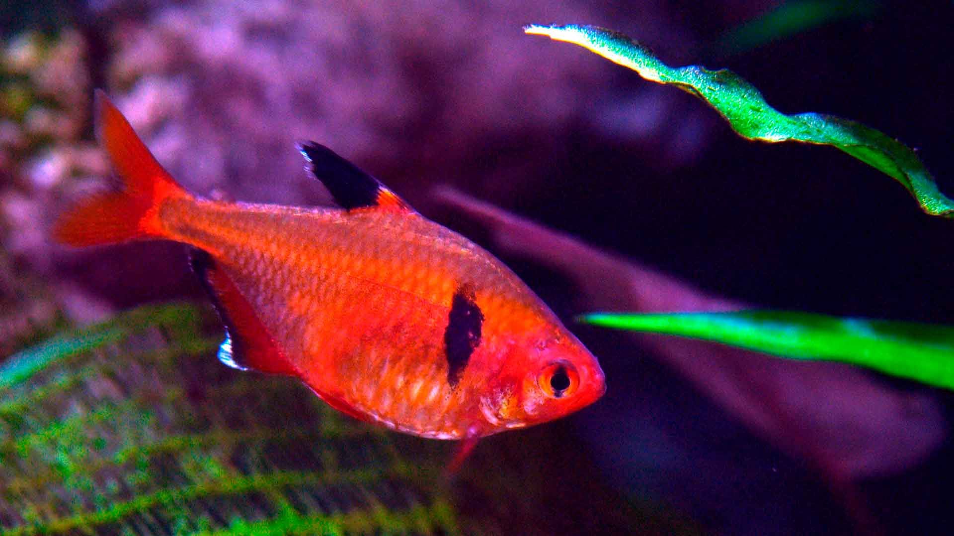 Tetra Rojo