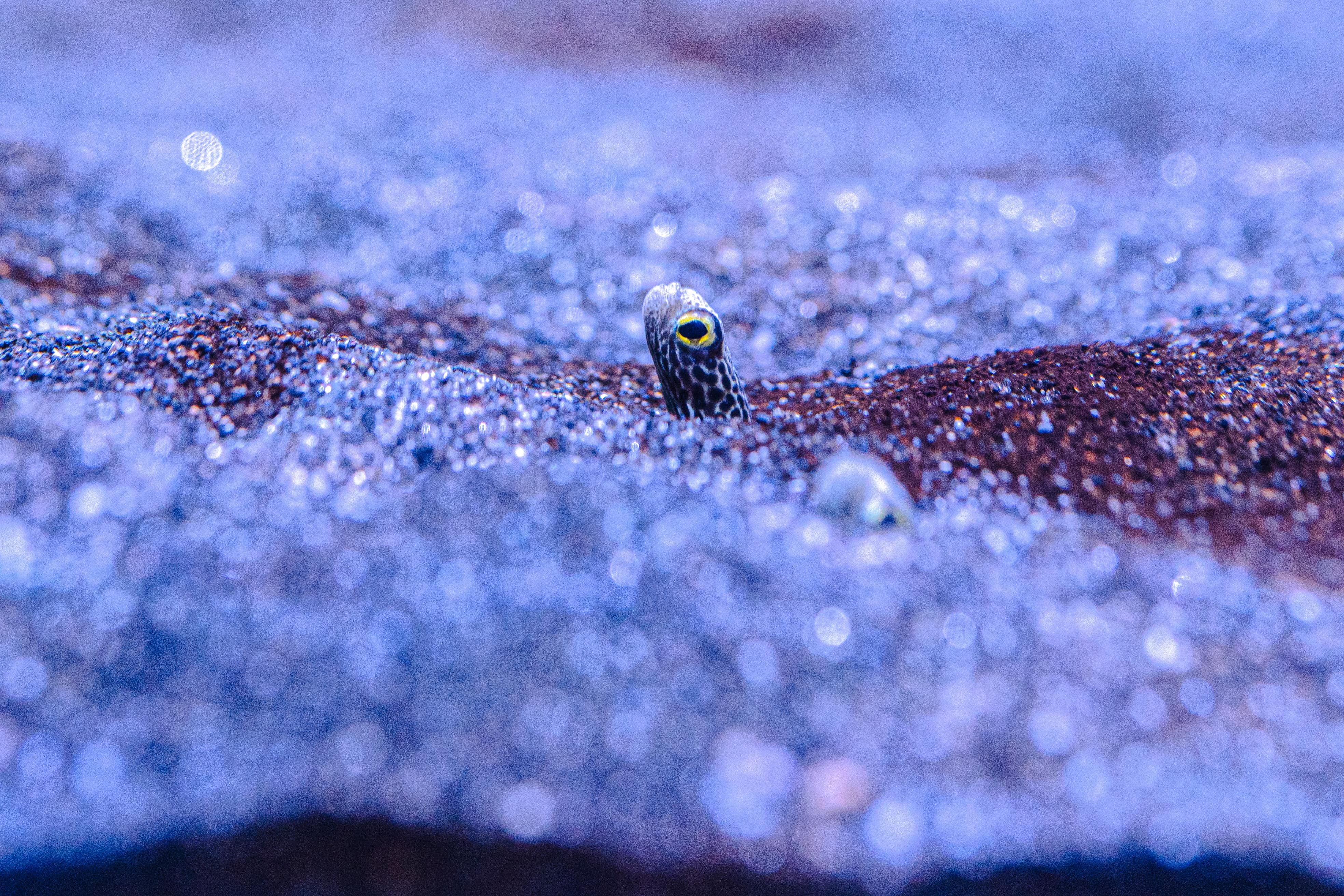 Anguila jardinera punteada