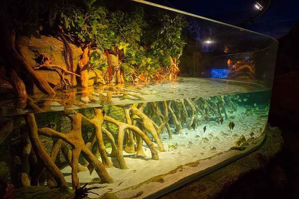 Mangroves Poema del Mar Aquarium