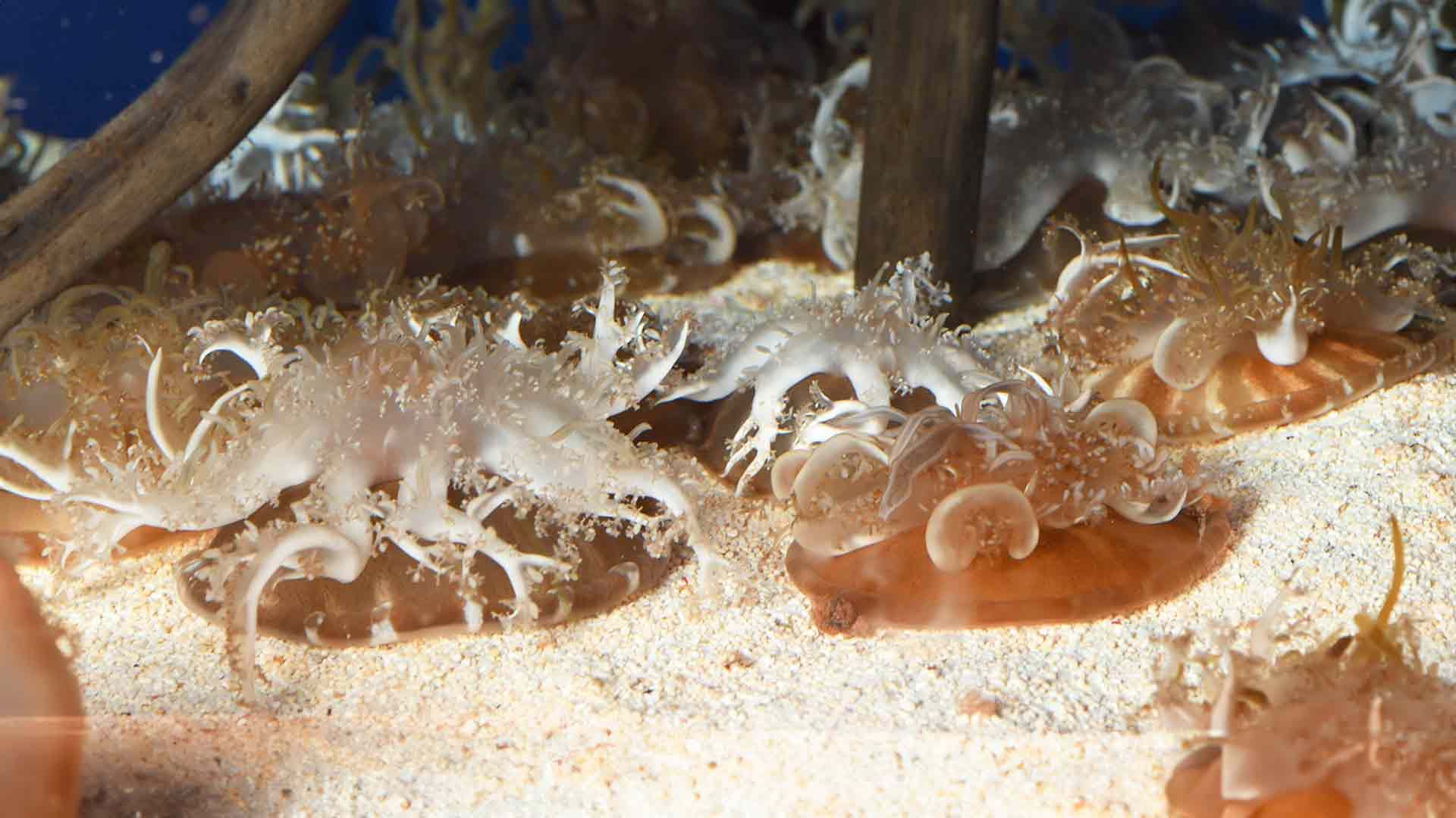 Upside Dowm Jellyfish