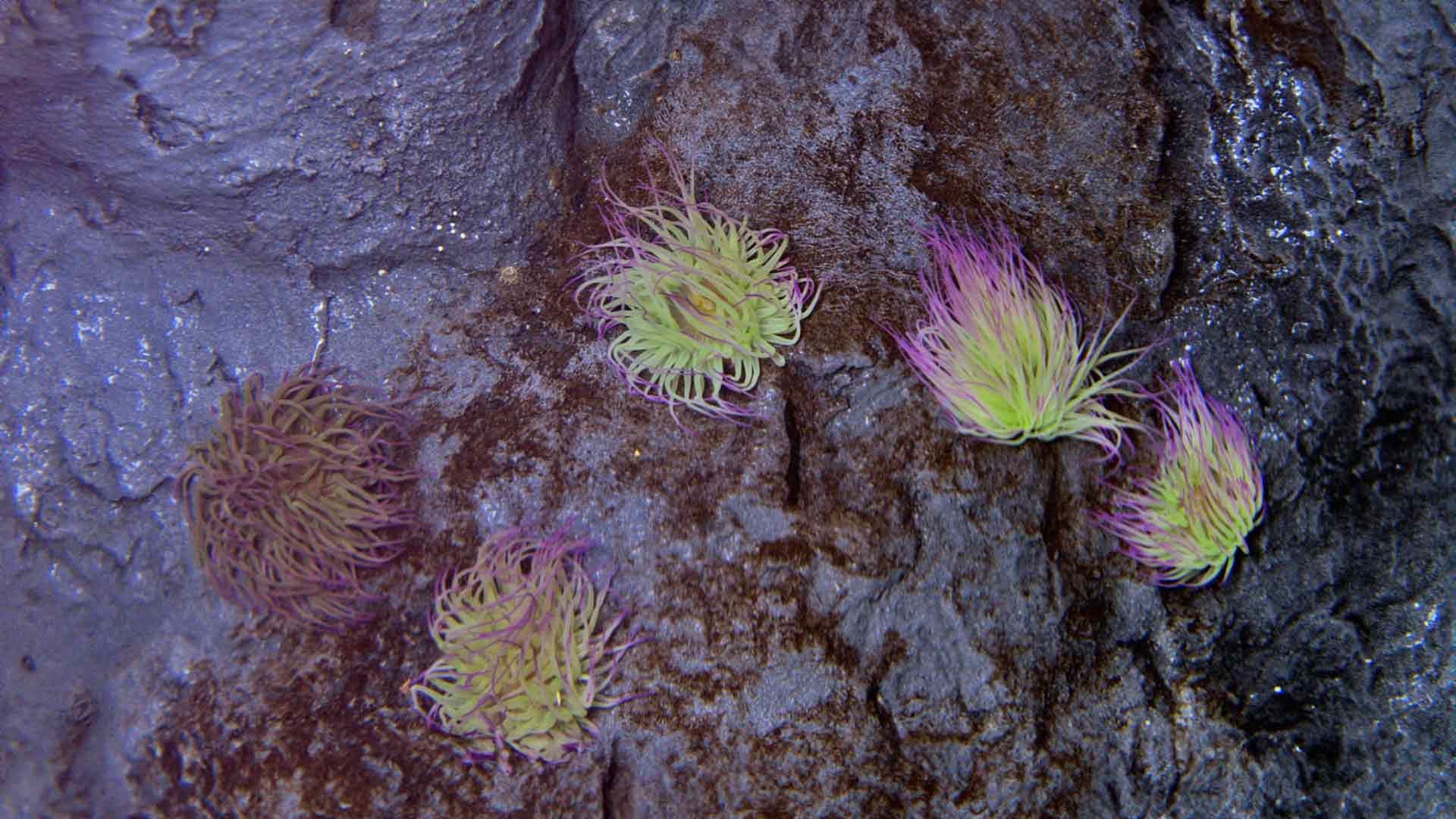 Snakelocks Sea Anemone