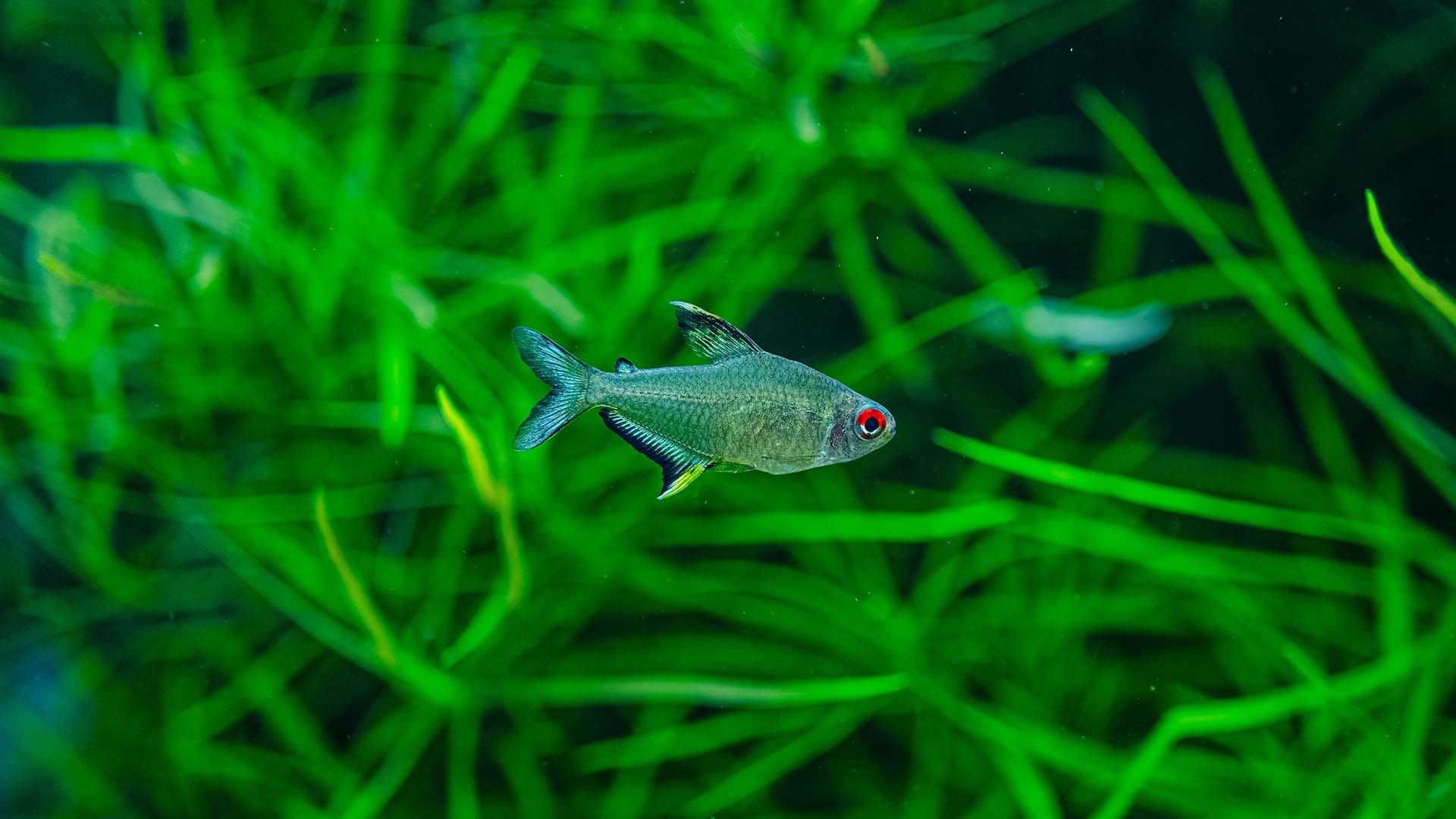 Lemon tetra Poema del Mar Aquarium Gran Canaria