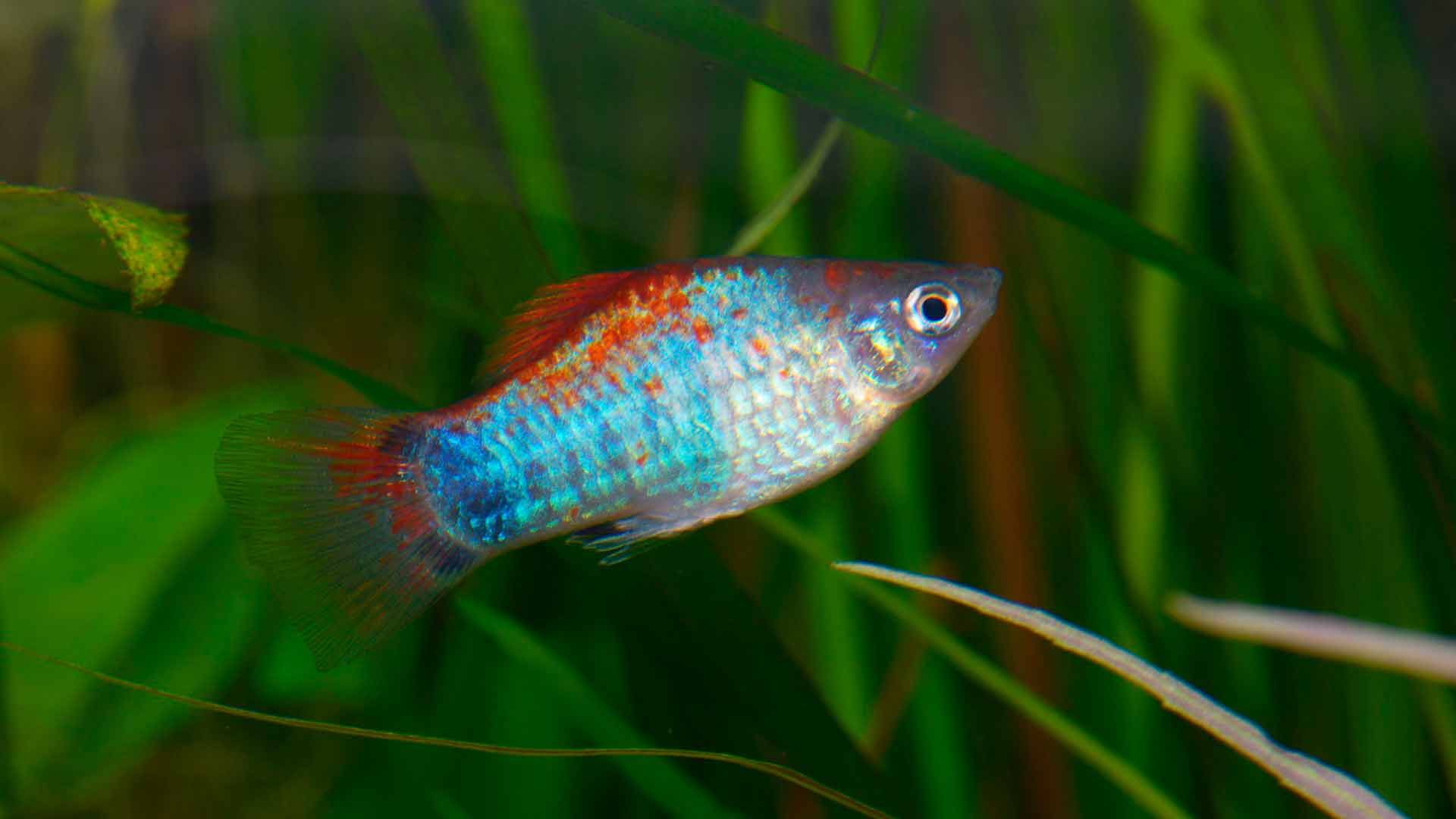 Mickey Mouse Platy Poema del Mar Aquarium Gran Canaria