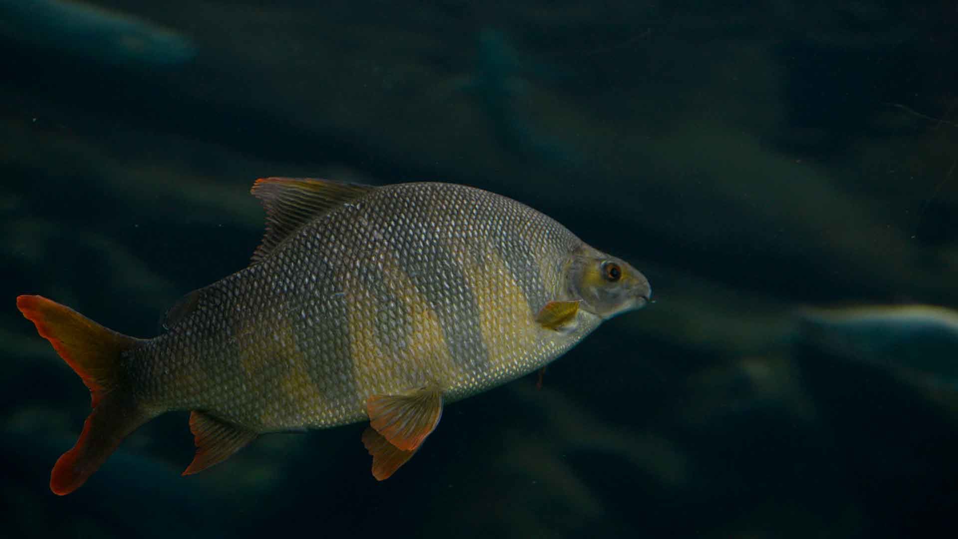 Chinese High Fin Banded Shark