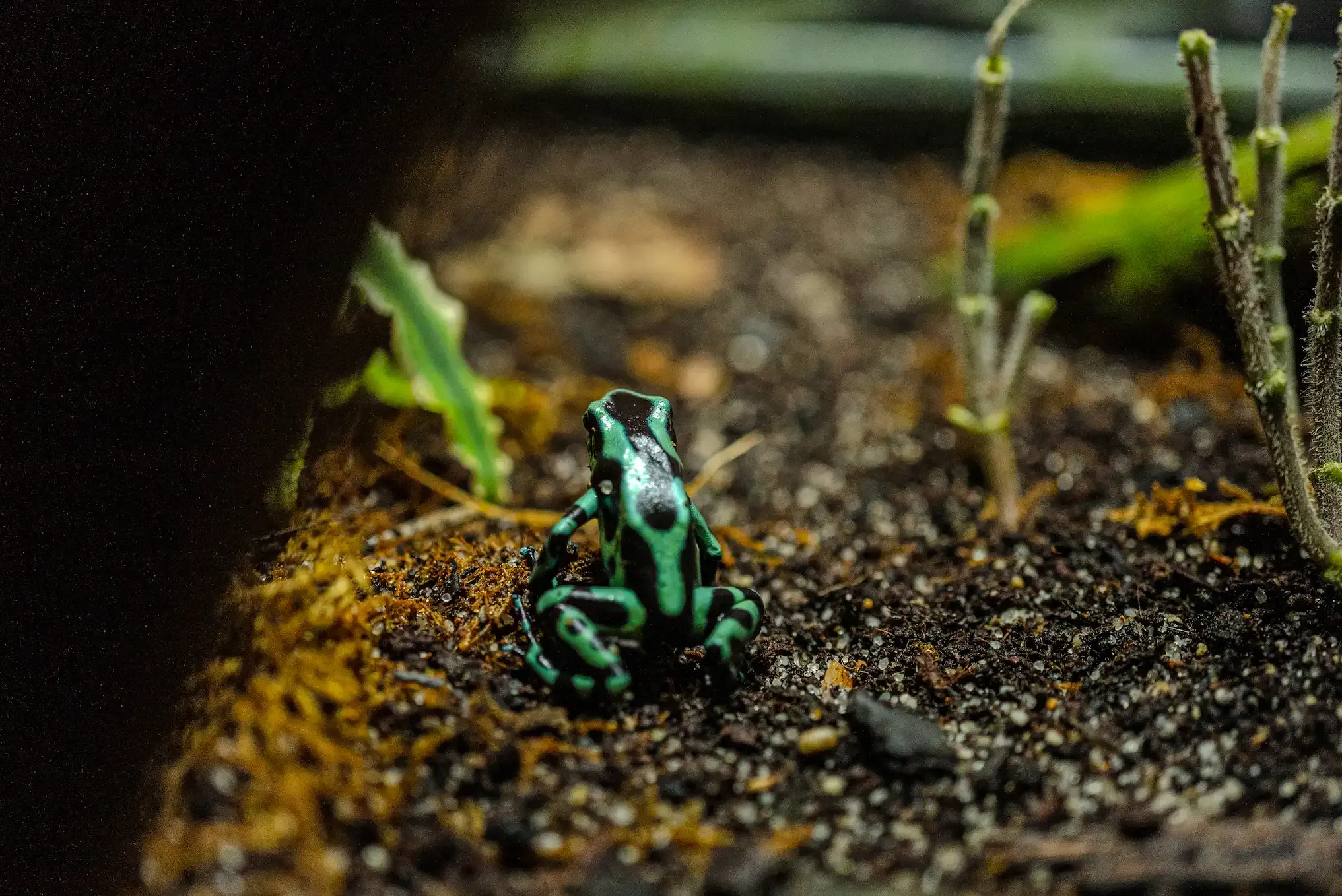 Rana felcha verde y negra de espaldas