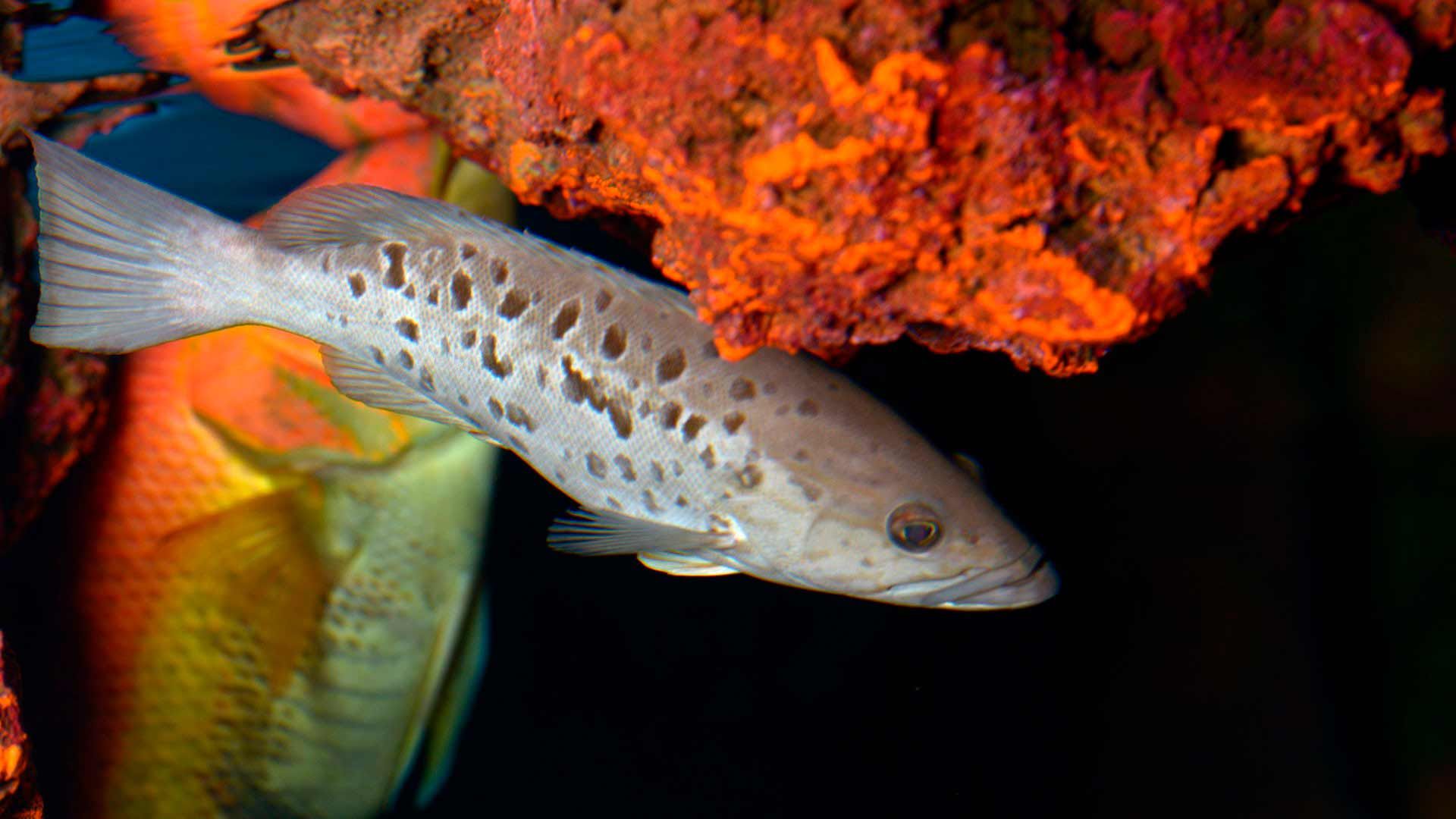 Makronesen-Zackenbarsch Poema Del Mar Aquarium Gran Canaria