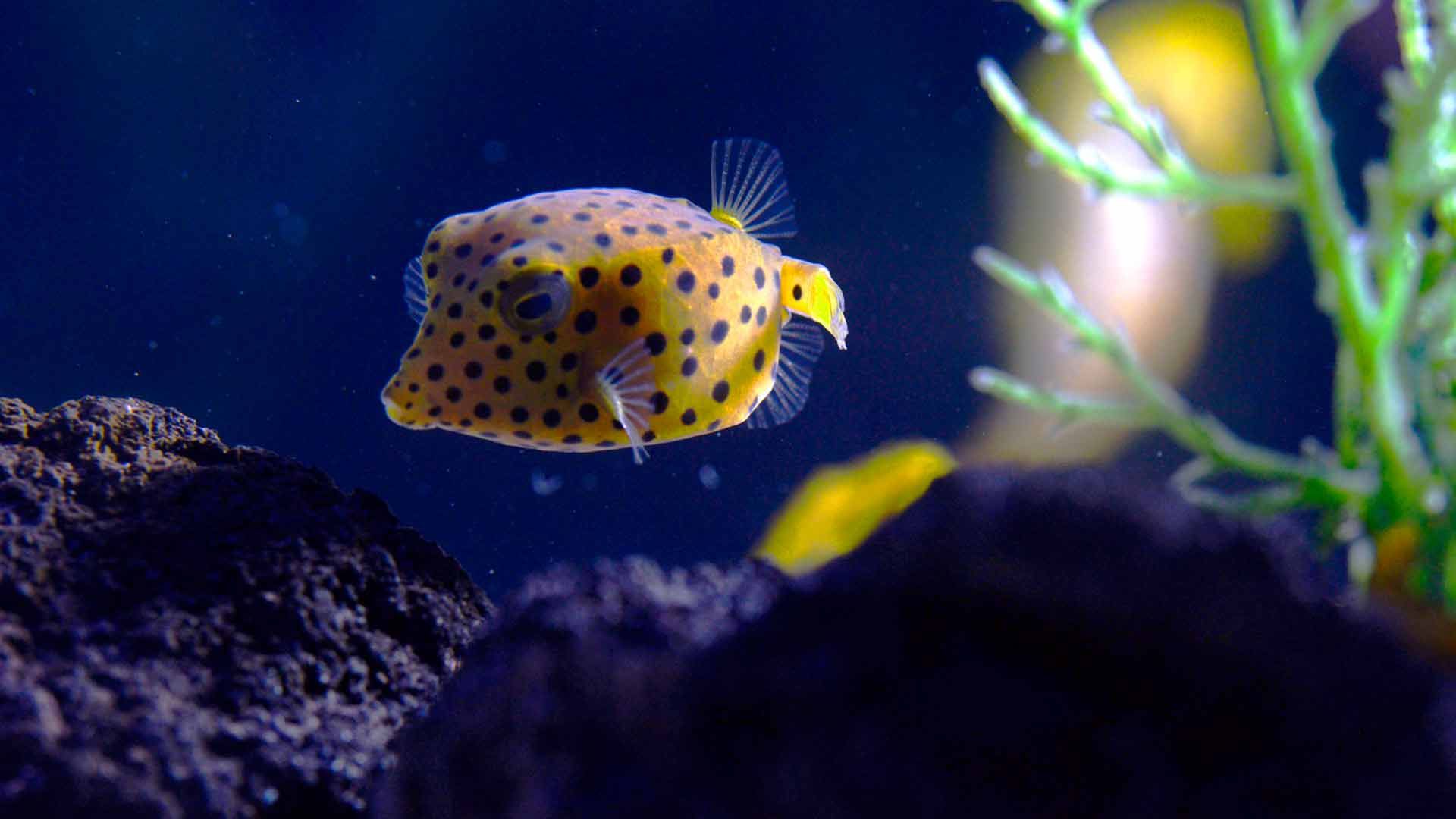 Smooth Trunkfish