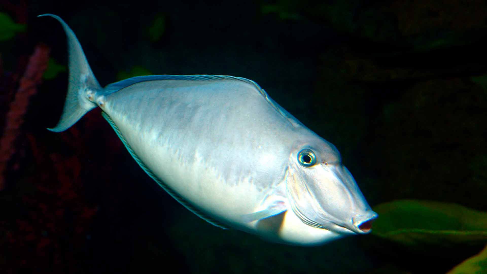 Unicornfish