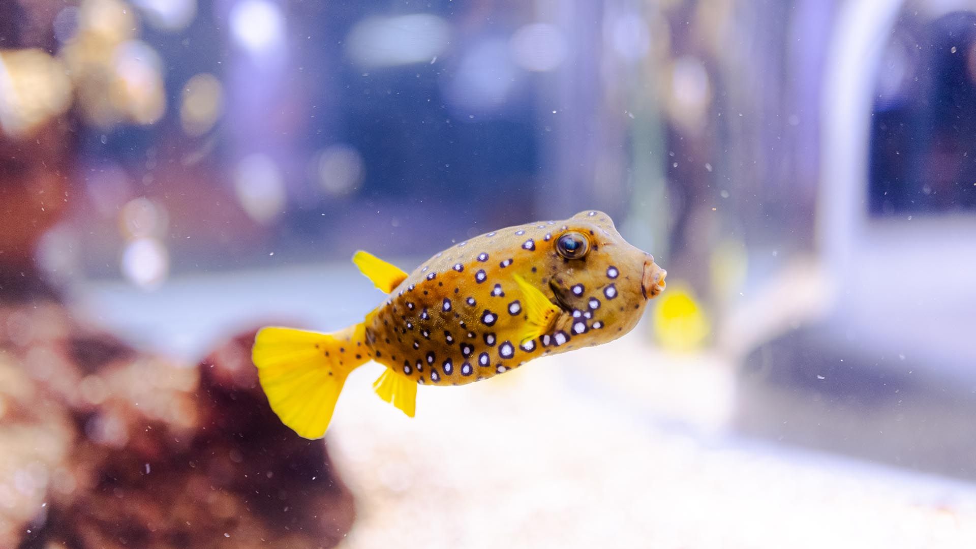 Yellow boxfish Poema Del Mar Aquarium Gran Canaria