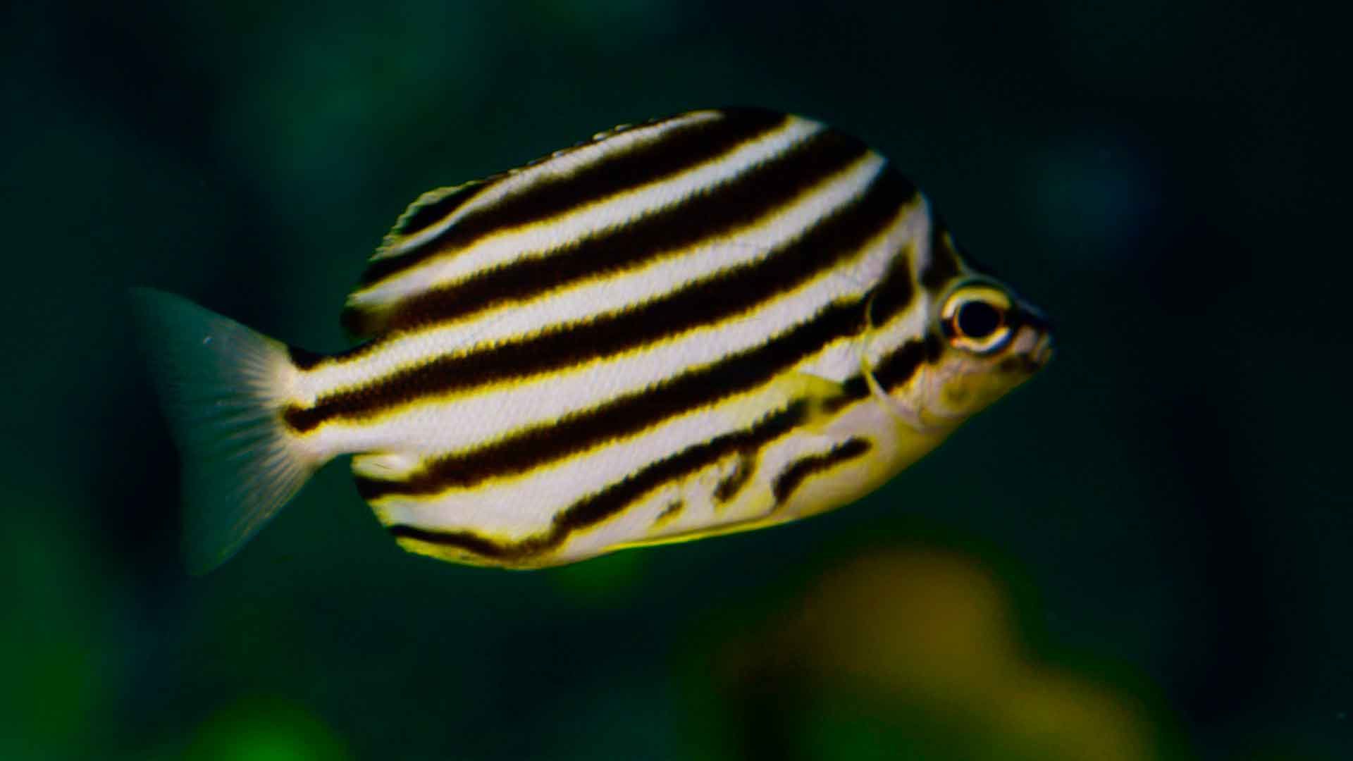 Stripey Poema Del Mar Aquarium Gran Canaria