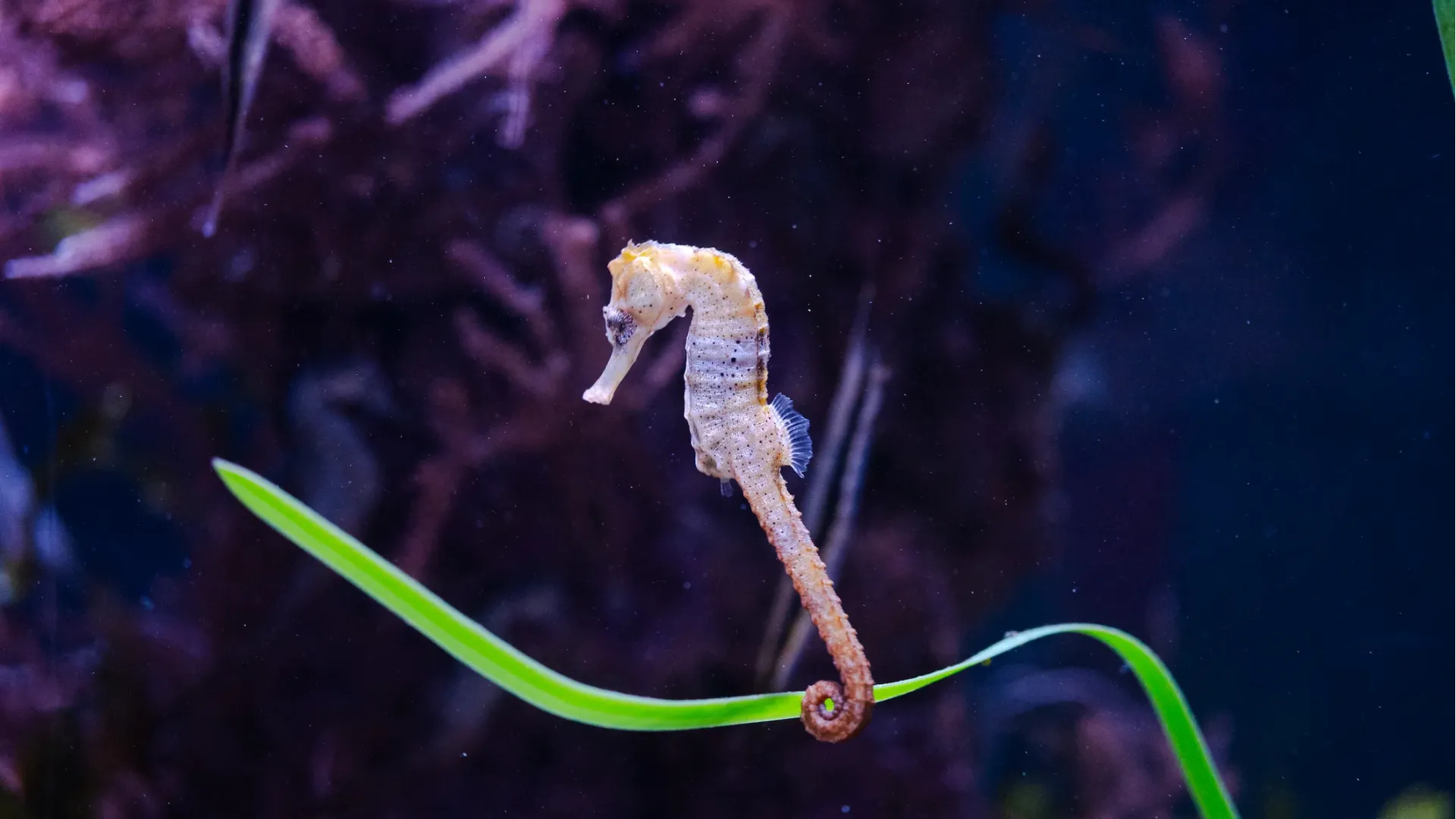 Longsnout seahorse (Hippocampus reidi)