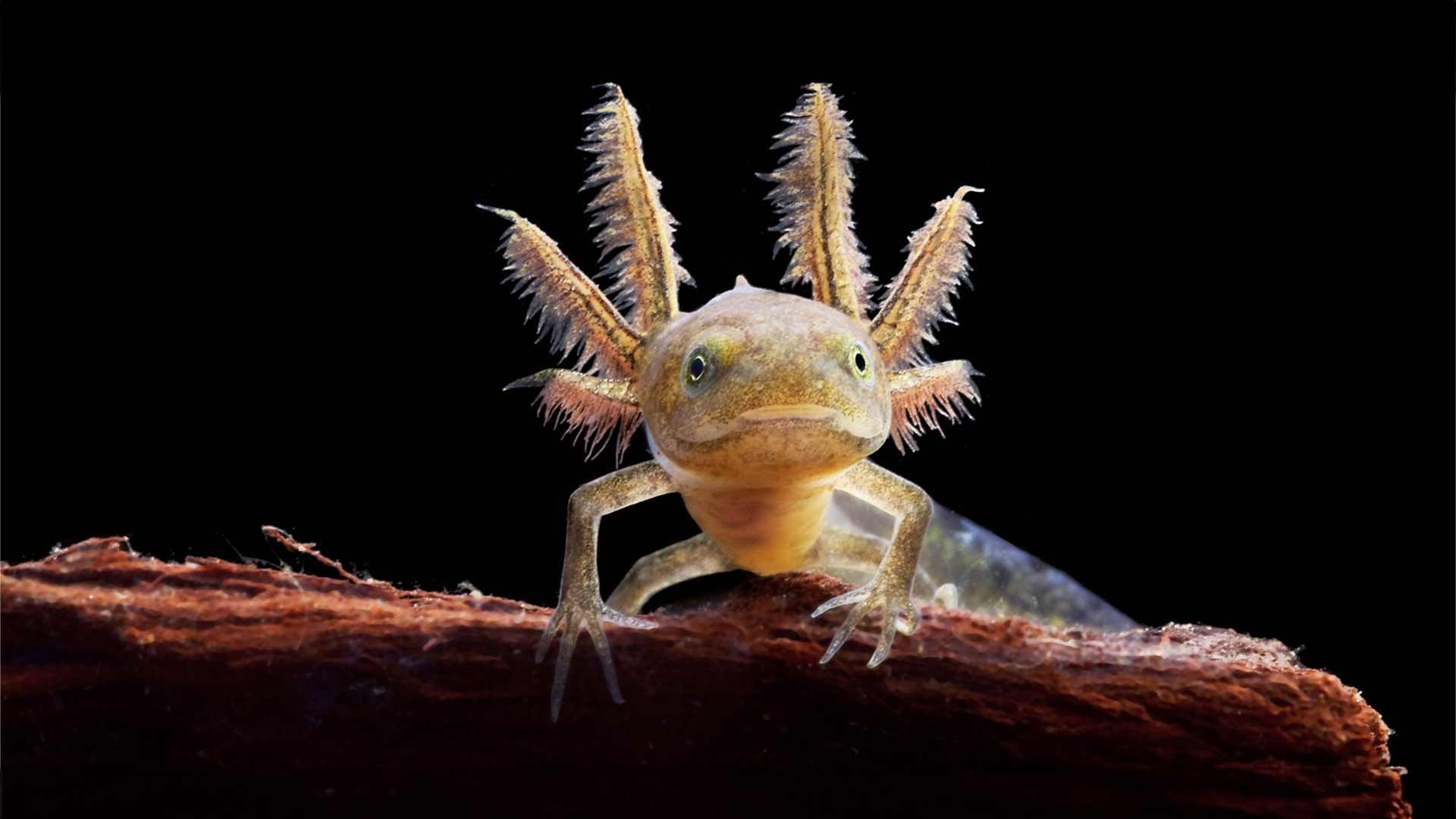 Axolote Poema del Mar Acuario Gran Canaria