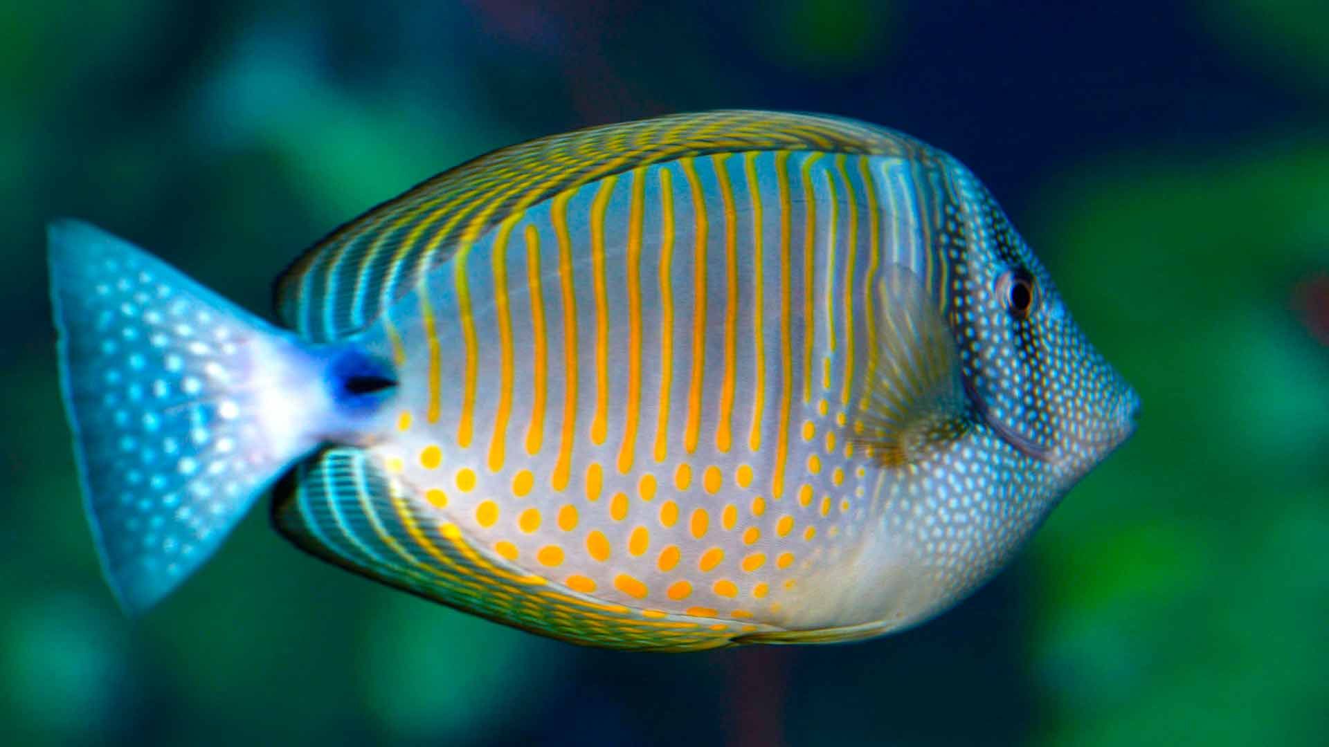 Pez Cirujano Vela de Desjardin Poema Del Mar Acuario Gran Canaria