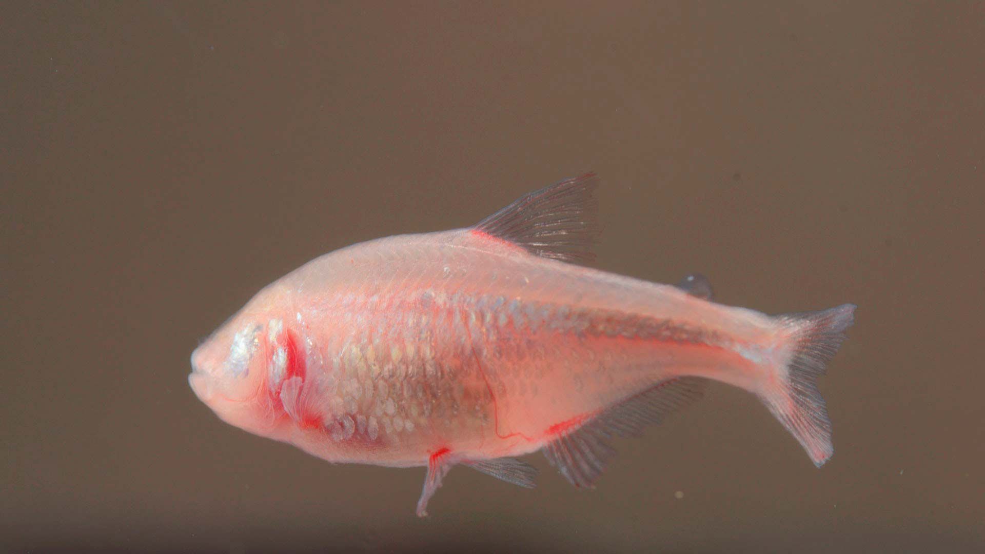 Pez tetra ciego Poema del Mar Acuario Gran Canaria