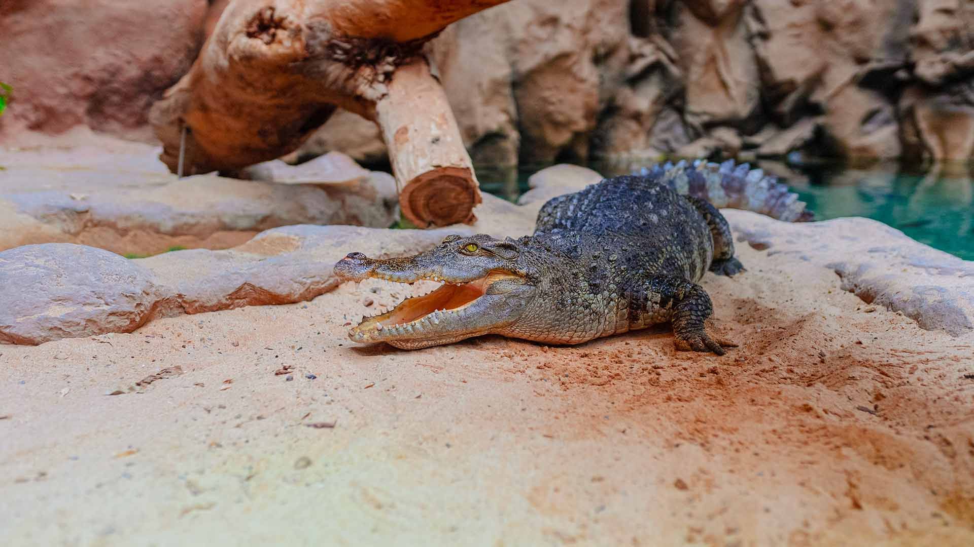 Siamese Crocodile Poema del Mar Aquarium Gran Canaria