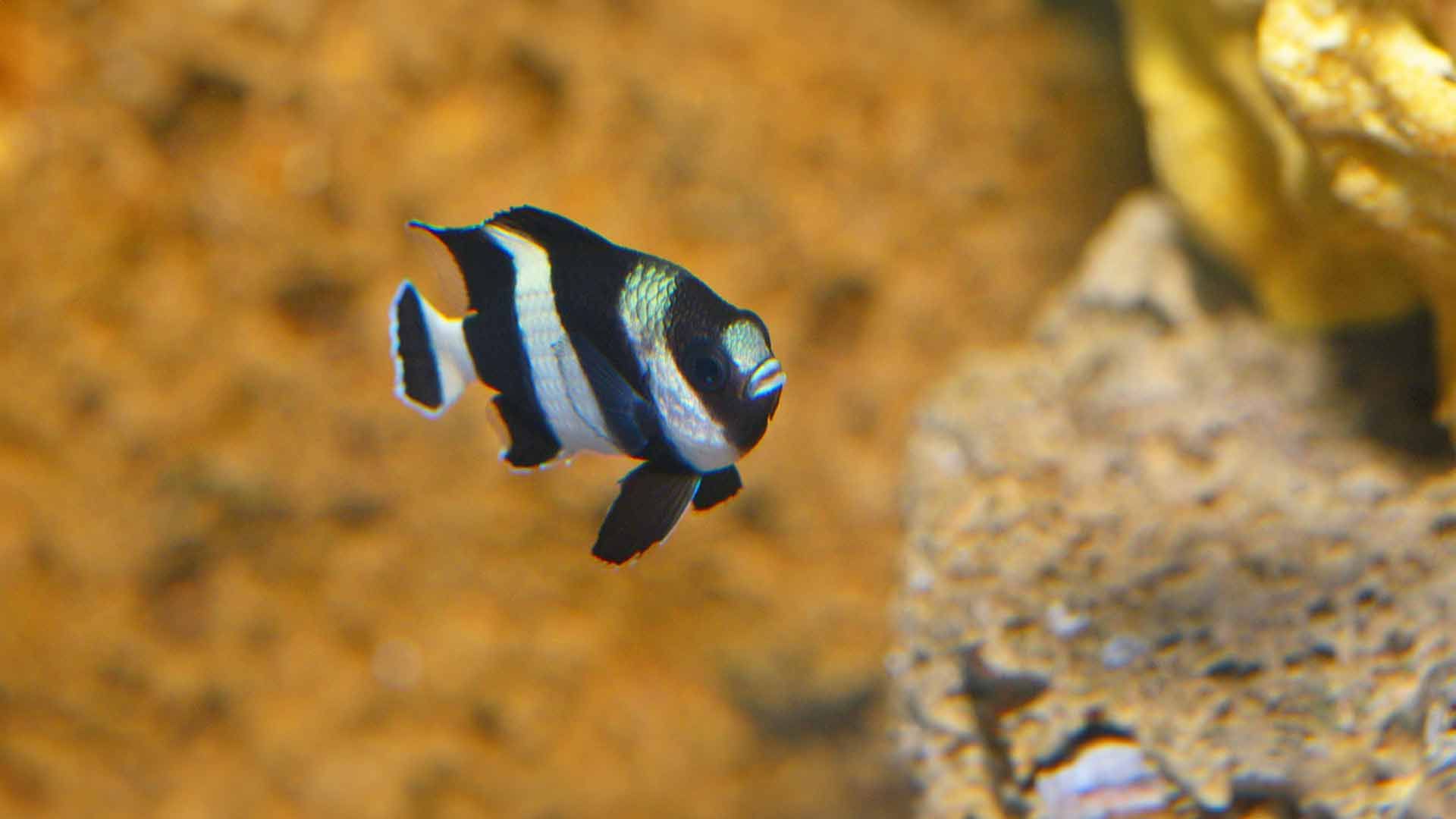 Three Striped Damselfish Poema Del Mar Aquarium Gran Canaria