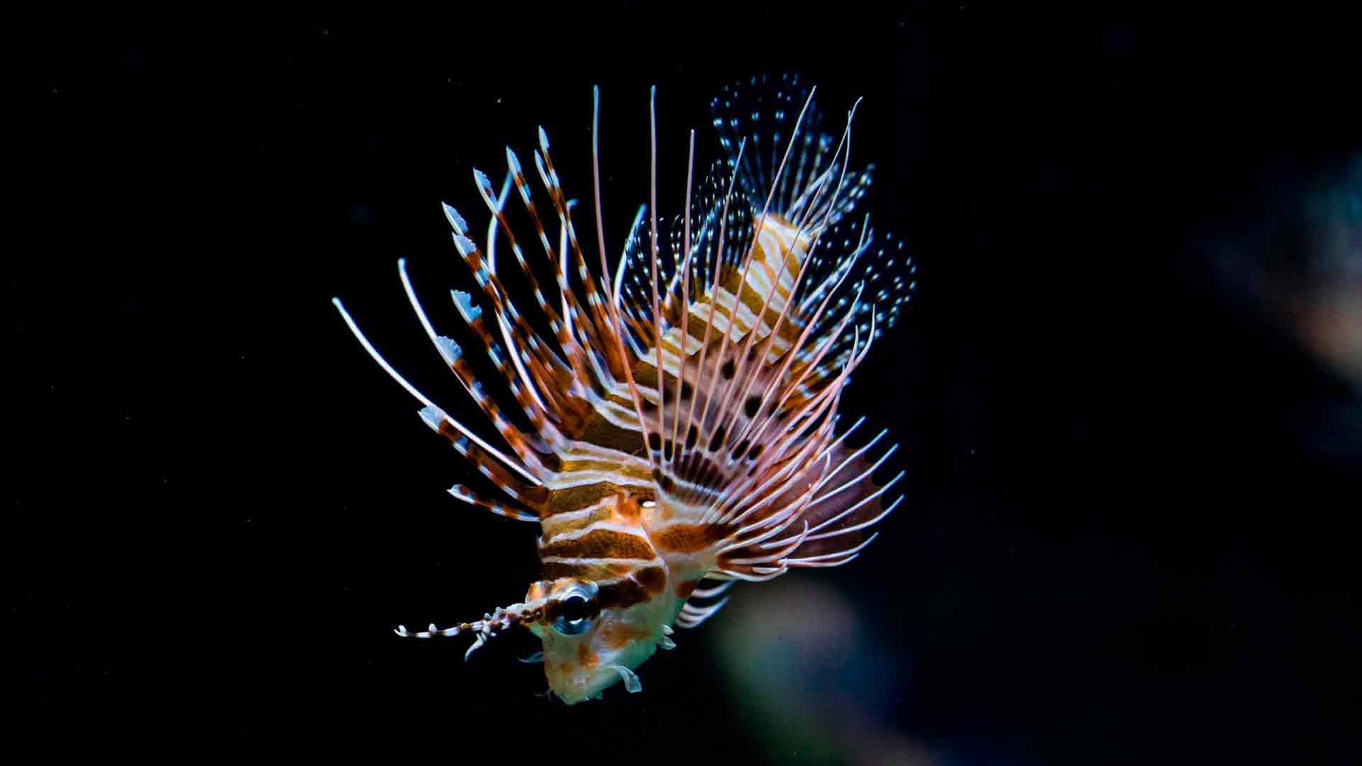 Lionfish