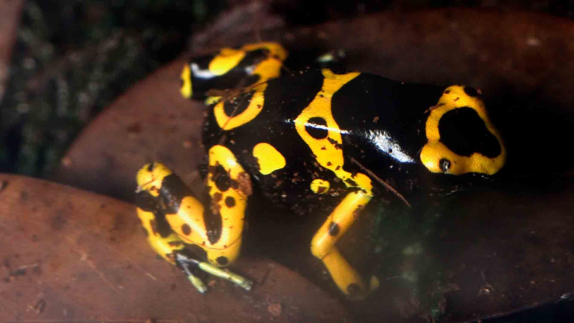 Yellow Banded Poison Dart Frog