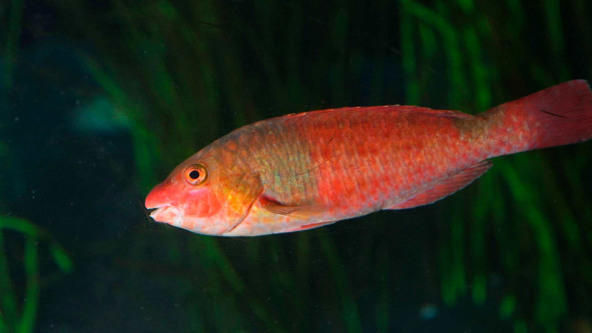 Vieja Fish