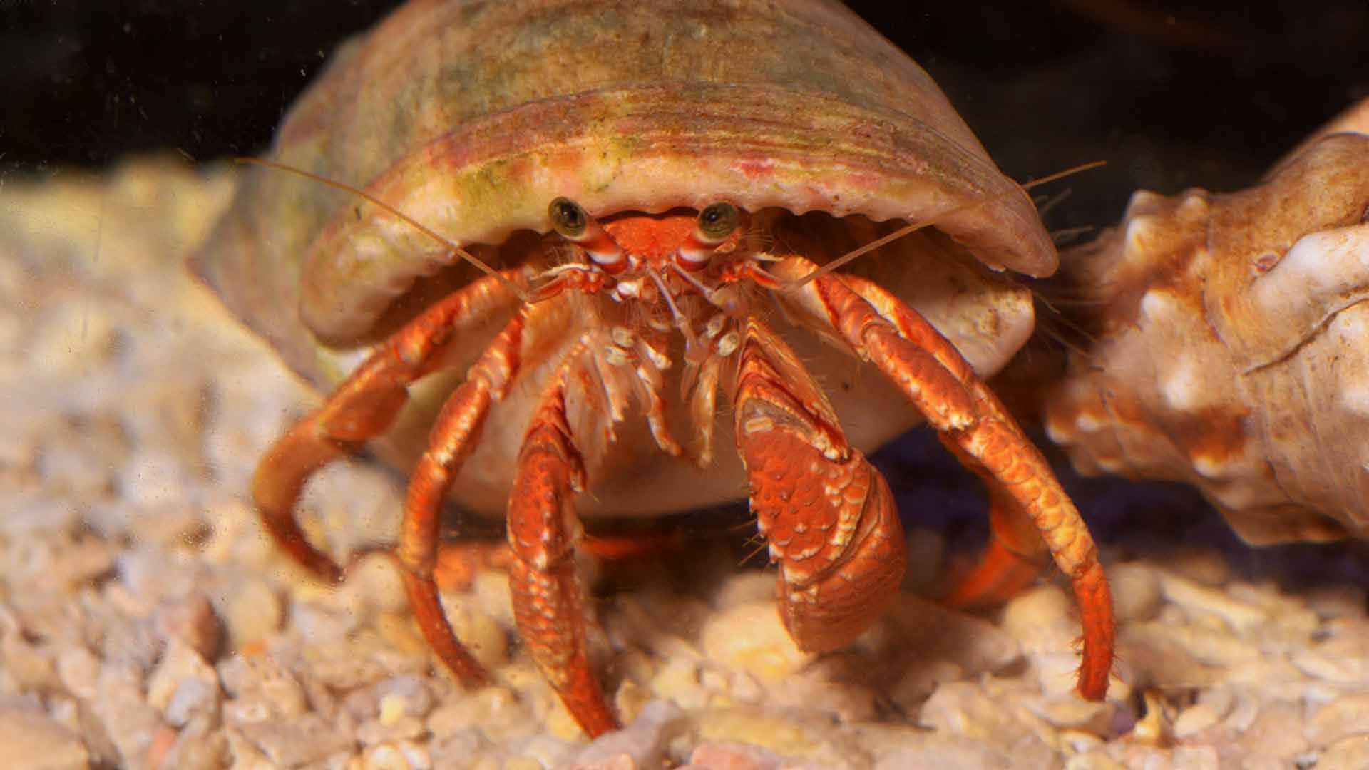 Hermit Crab