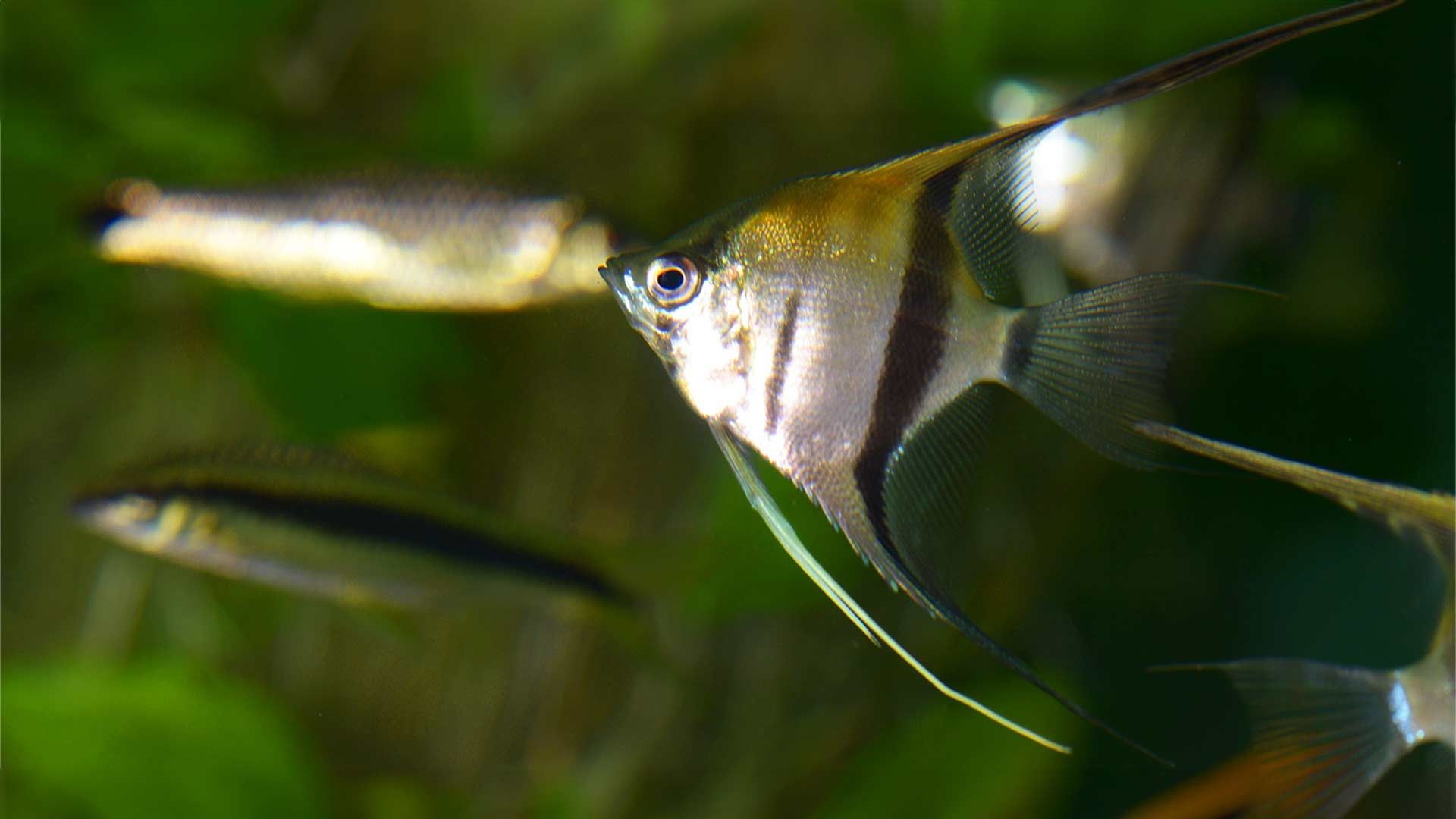 Freshwater Angelfish