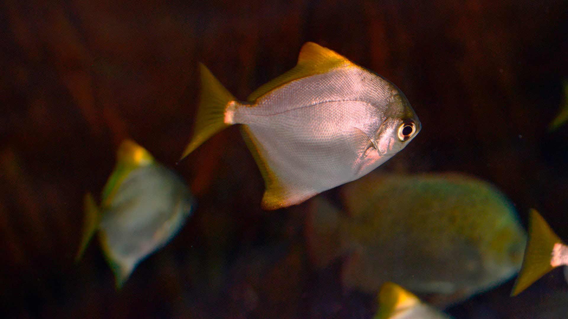 Malaysian Angelfish