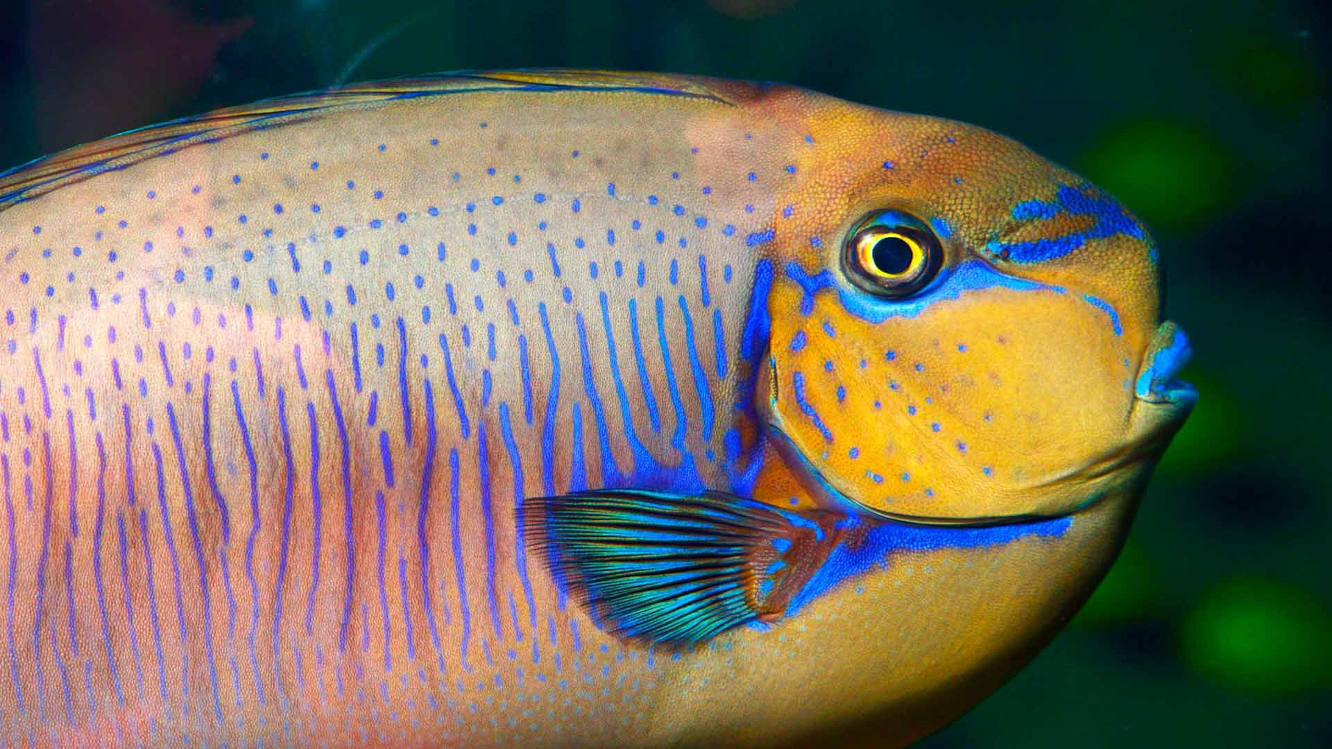 Vlamingni Surgeonfish