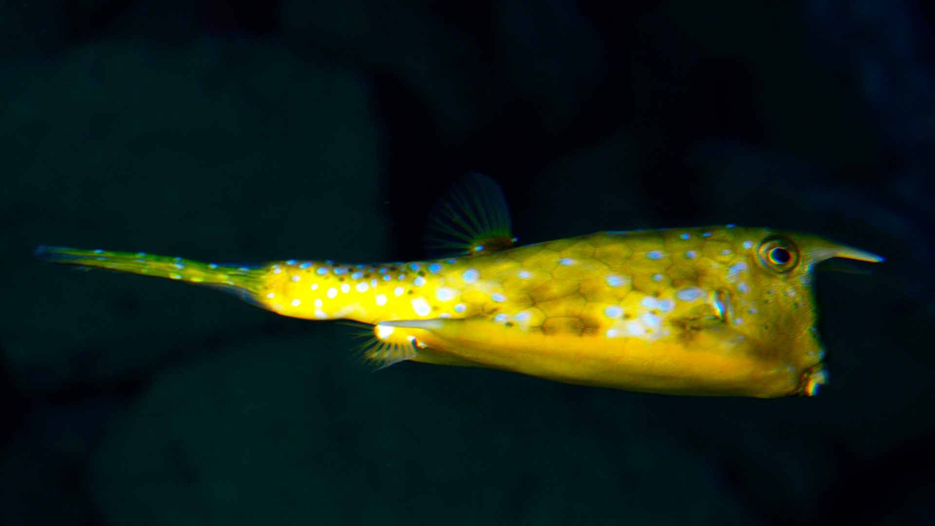 Longhorn Crowfish