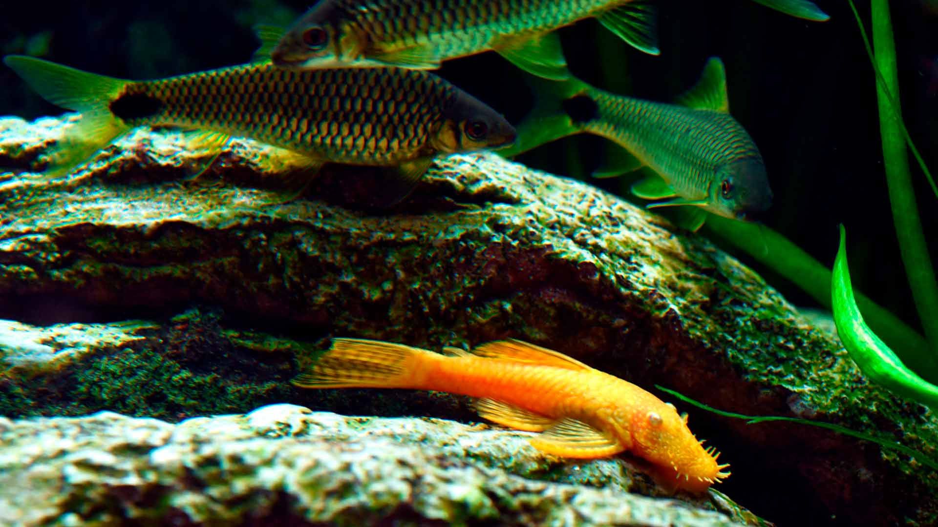 Pleco Barbudo