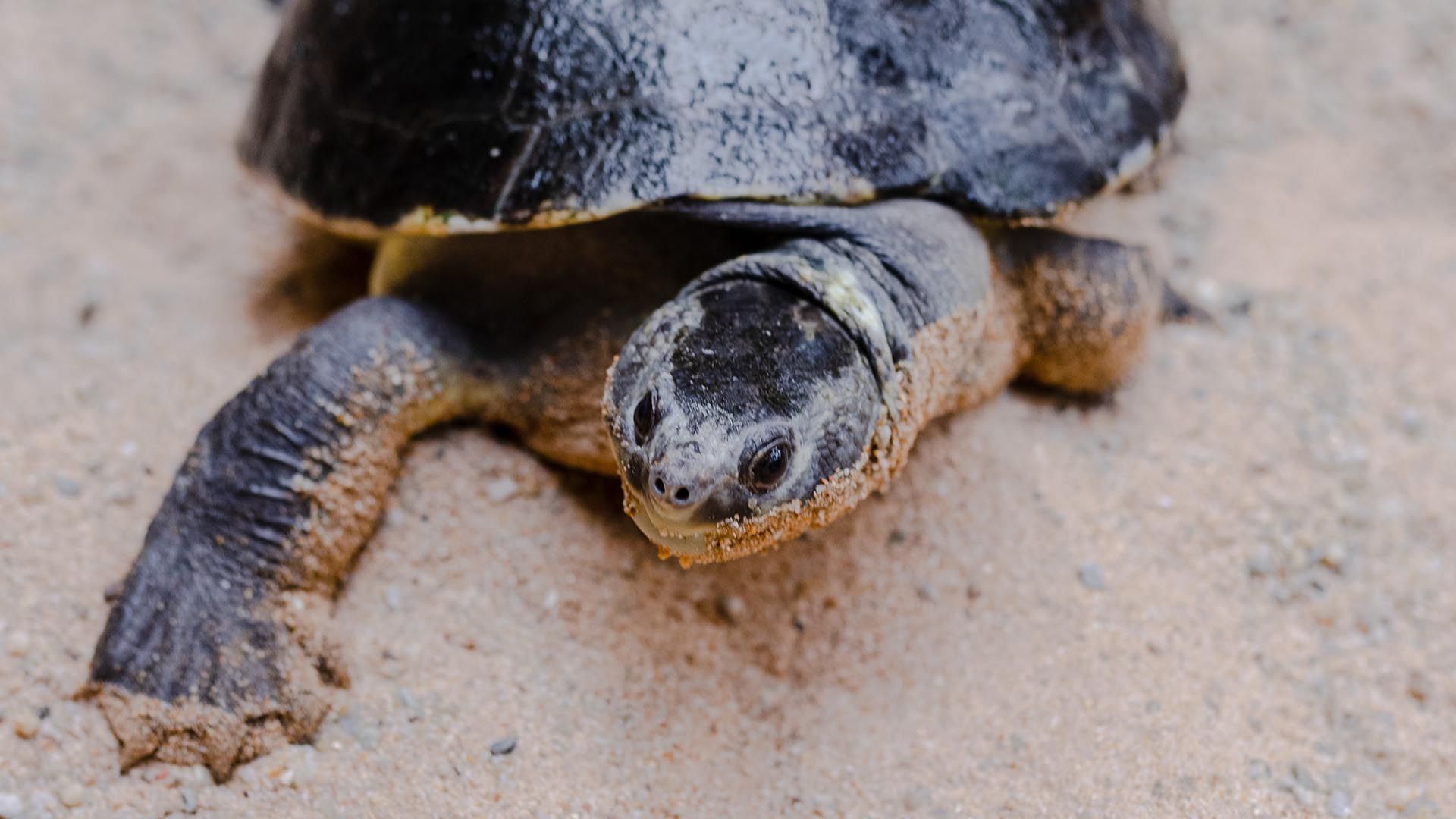 Tortuga mordedora de vientre rosado Poema del Mar Acuario Gran Canaria