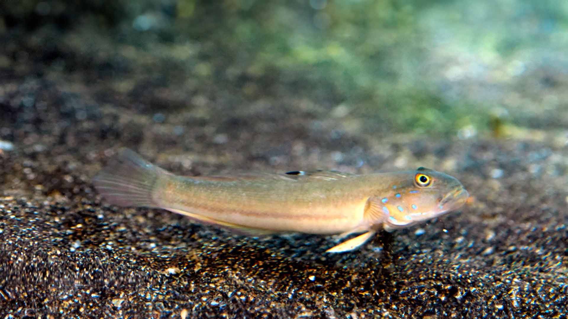 Sleeper Blue Dot Goby