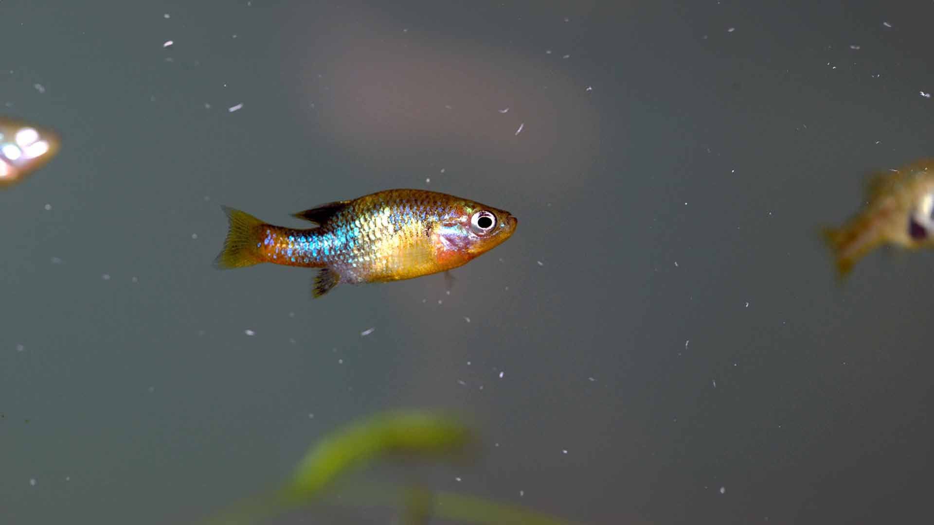 Butterfly Splitfin