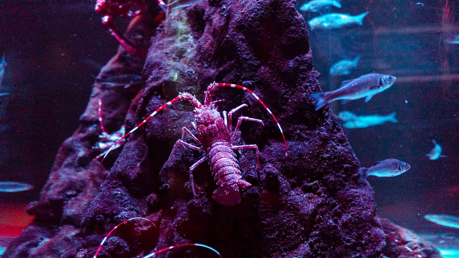 Pink spiny lobster Poema Del Mar Aquarium Gran Canaria