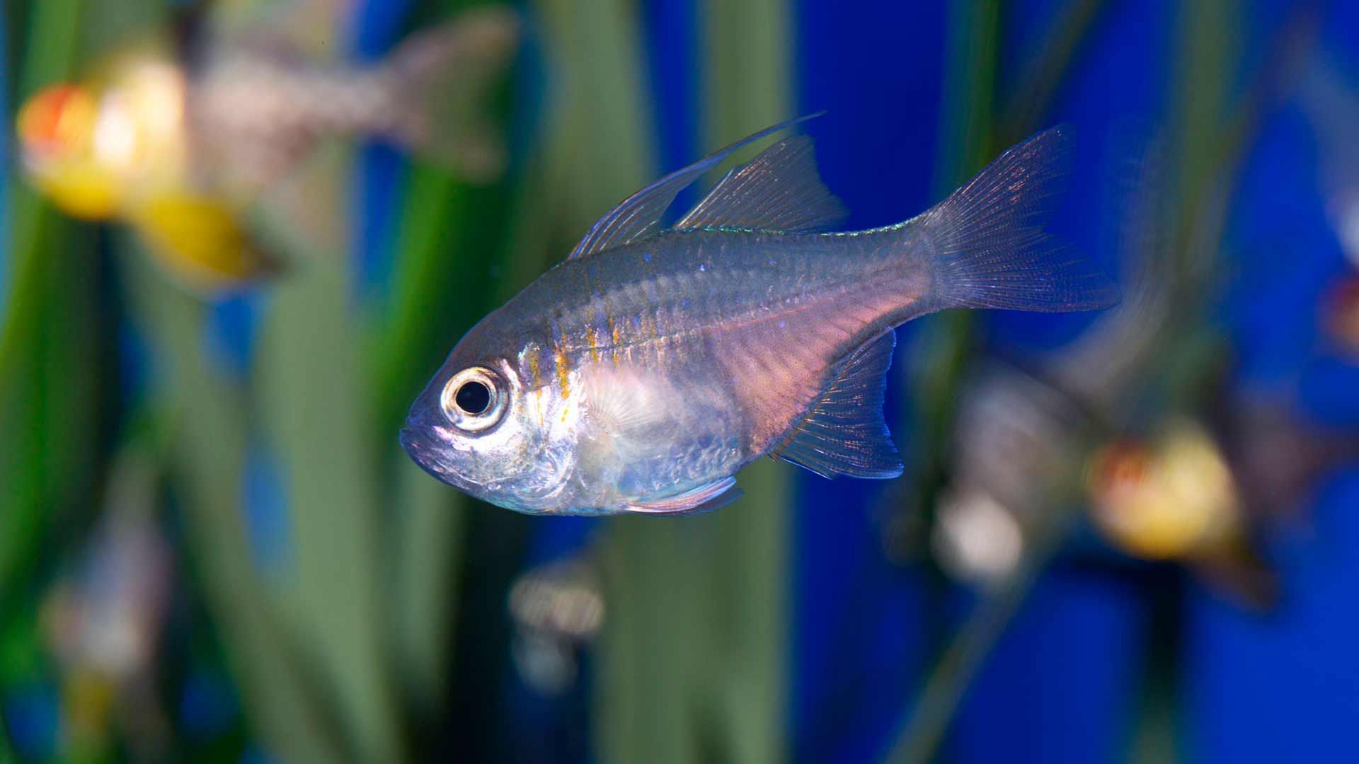 Blue Striped Cardinal Fish Poema Del Mar Aquarium Gran Canaria