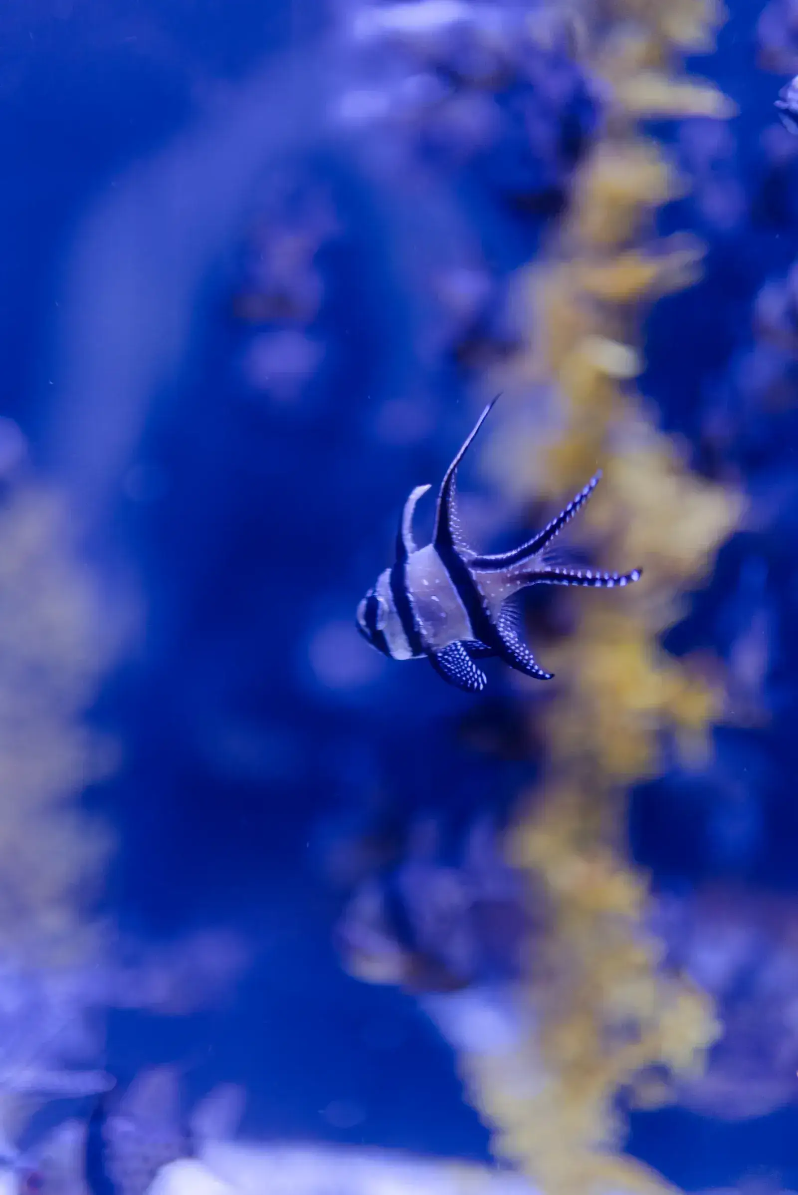 Barracuda africana Hepsetus odoe 