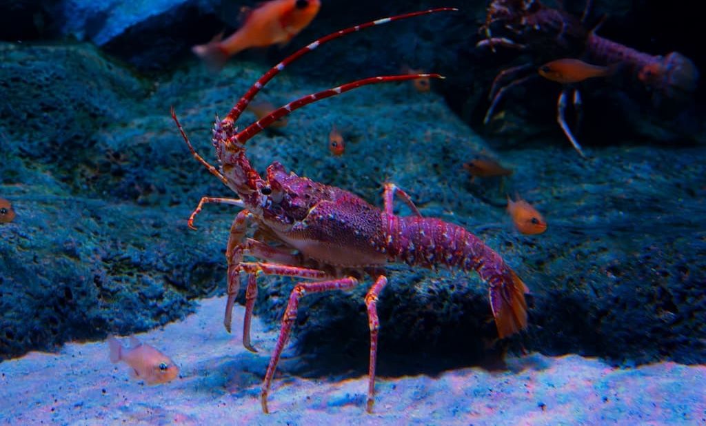 Palinurus elephas