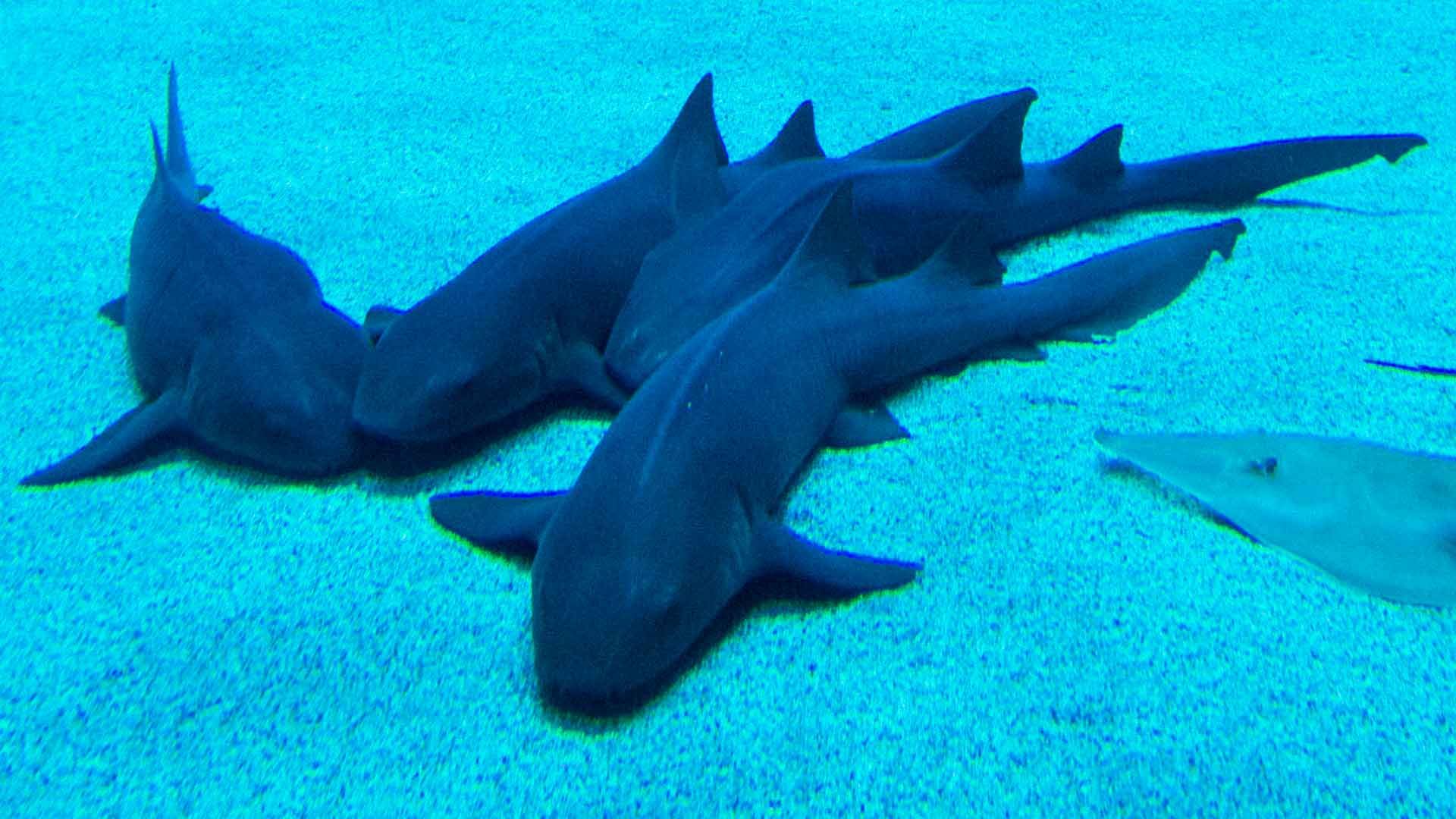 Nurse Shark