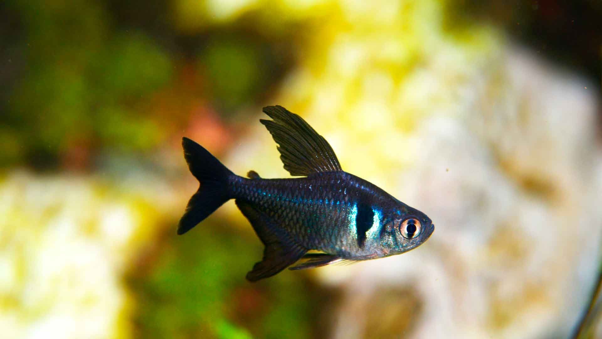 Tetra Fantasma Negro Poema del Mar Acuario Gran Canaria