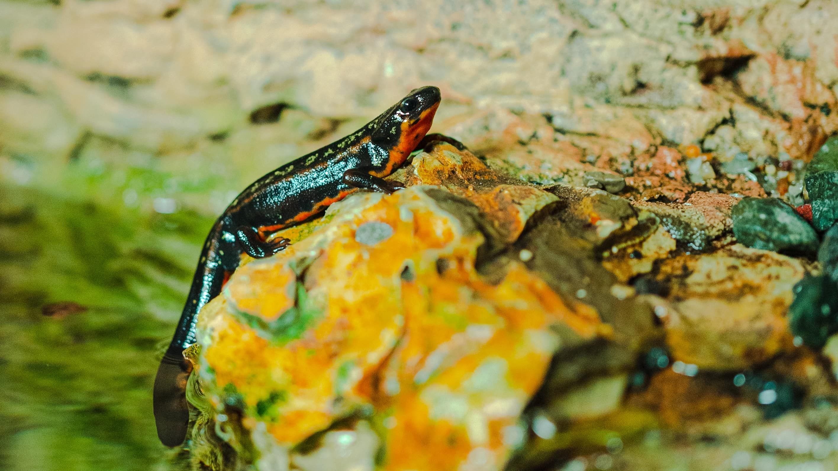 Rana arborícola de Australia