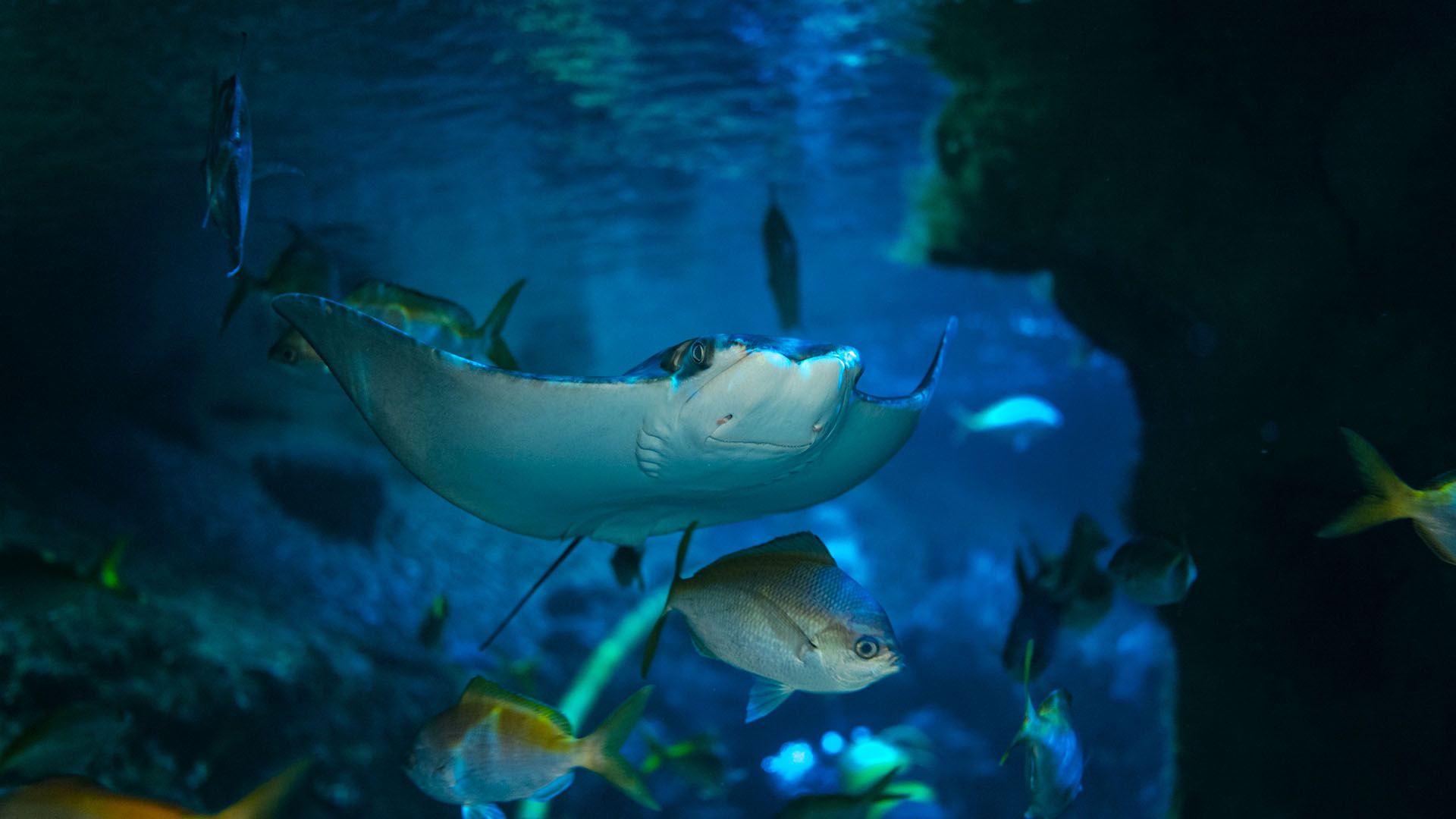 Raya gavilán Poema Del Mar Acuario Gran Canaria