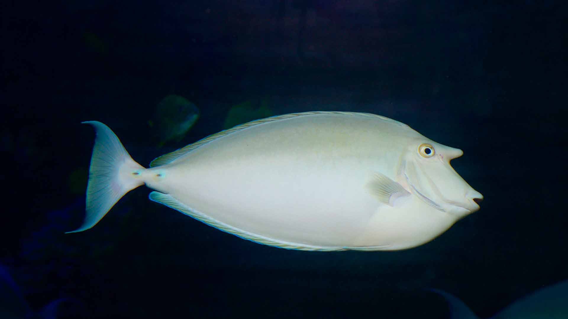 Short Nosed Unicornfish