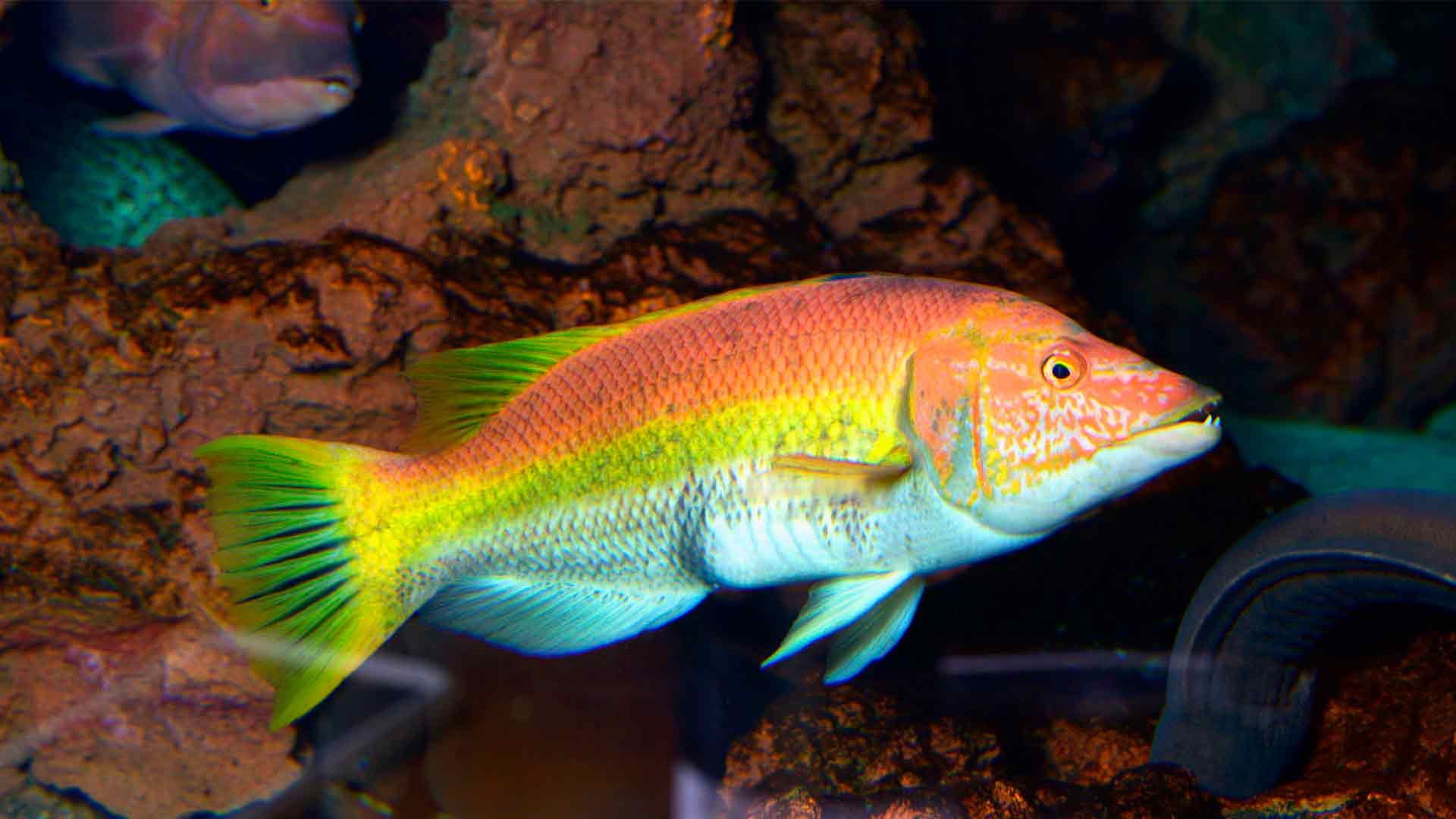 Roter Schweinslippenfisch Poema Del Mar Aquarium Gran Canaria