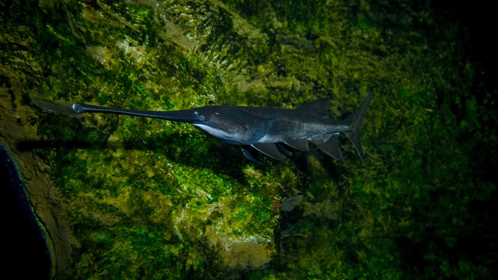 Pez Espátula Poema del Mar Acuario Gran Canaria