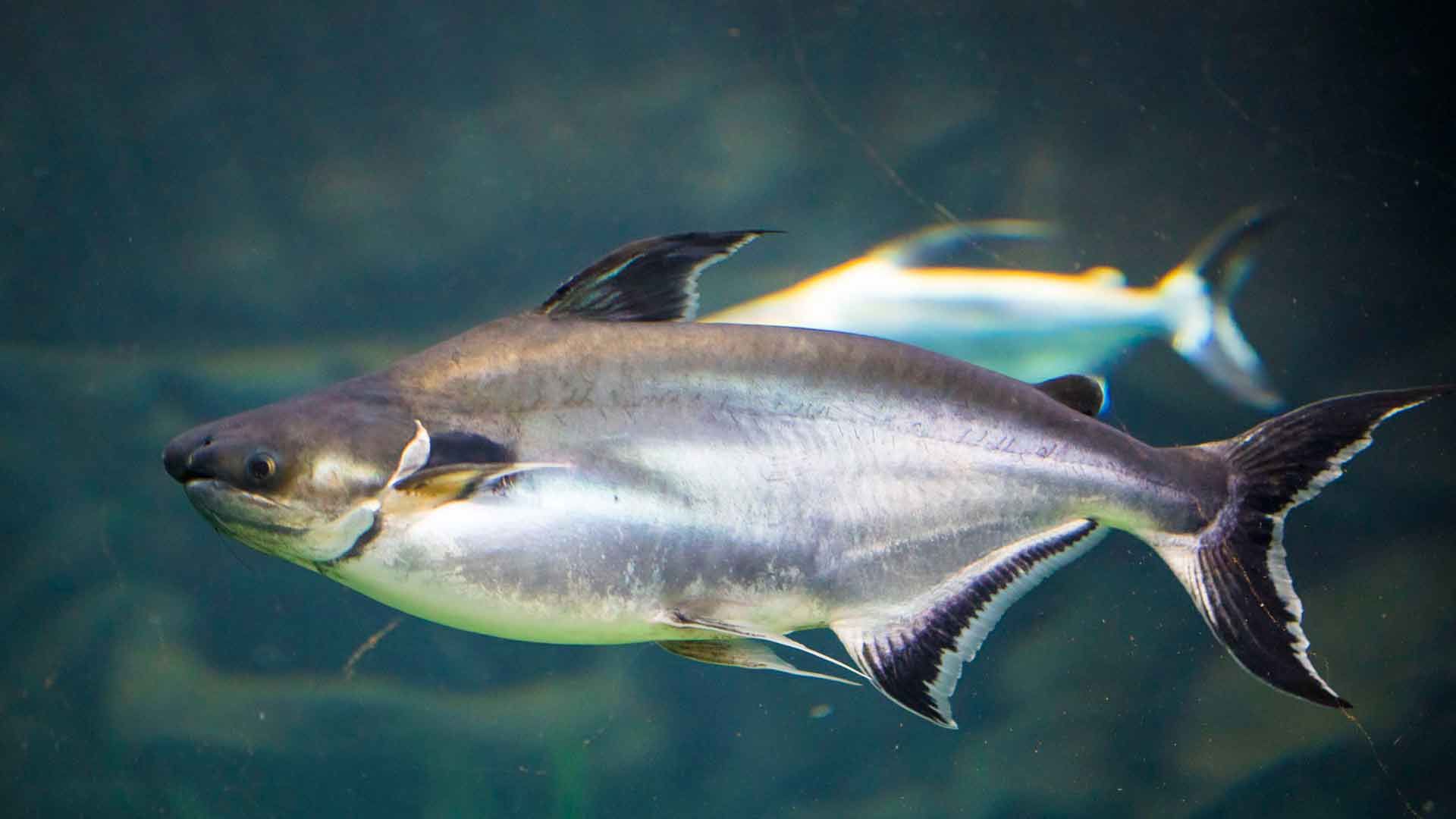 Striped catfish Poema Del Mar Aquarium Gran Canaria