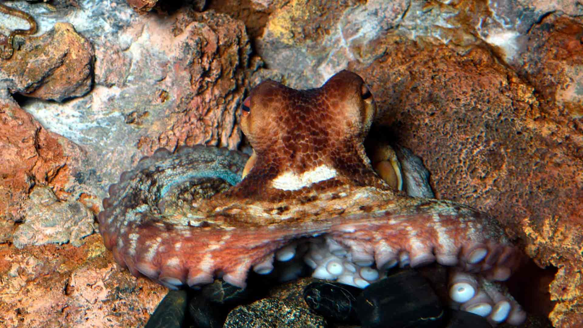 Comun Octopus