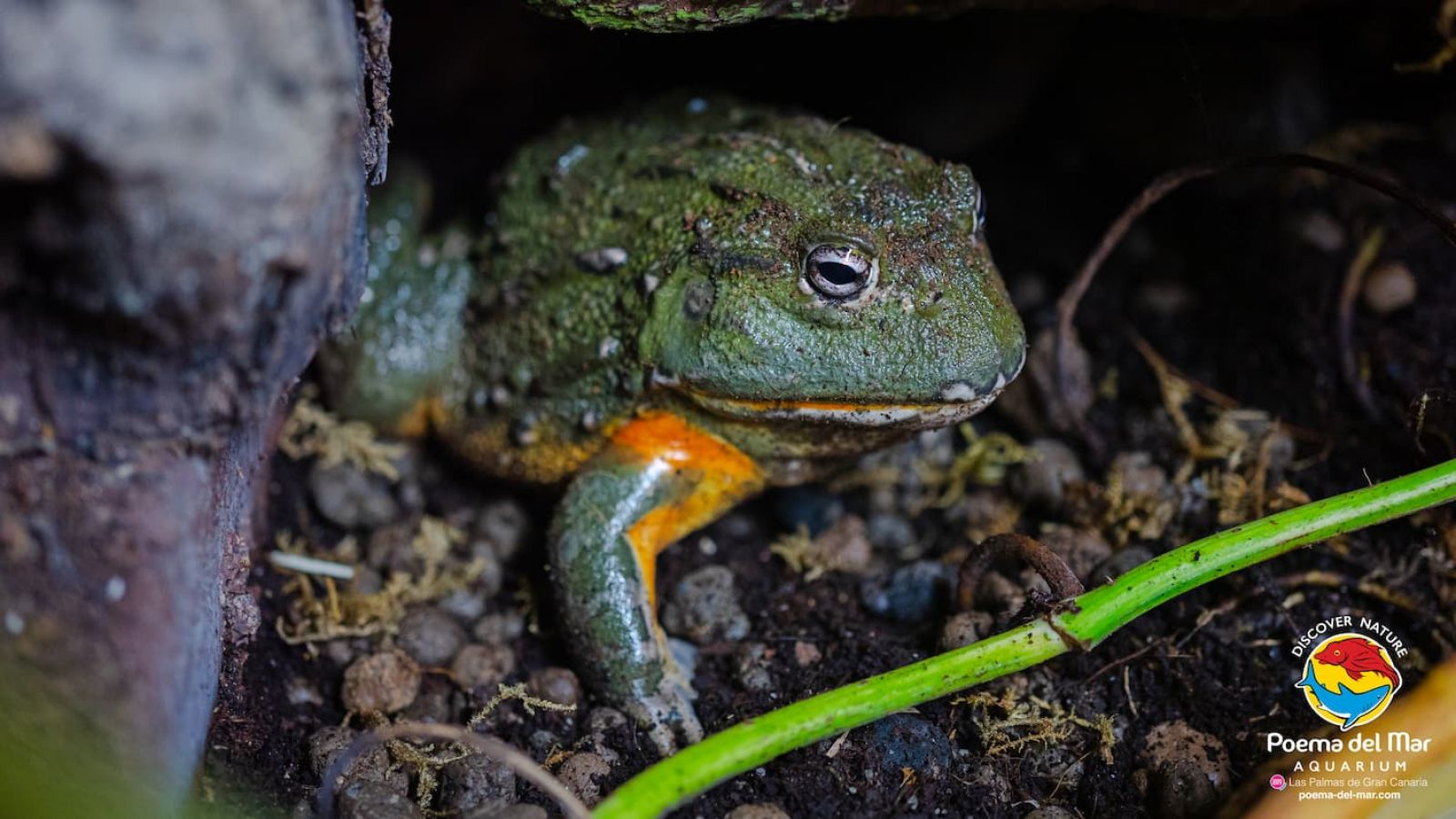 Afrikanischer Ochsenfrosch (Pyxicephalus adspersus)