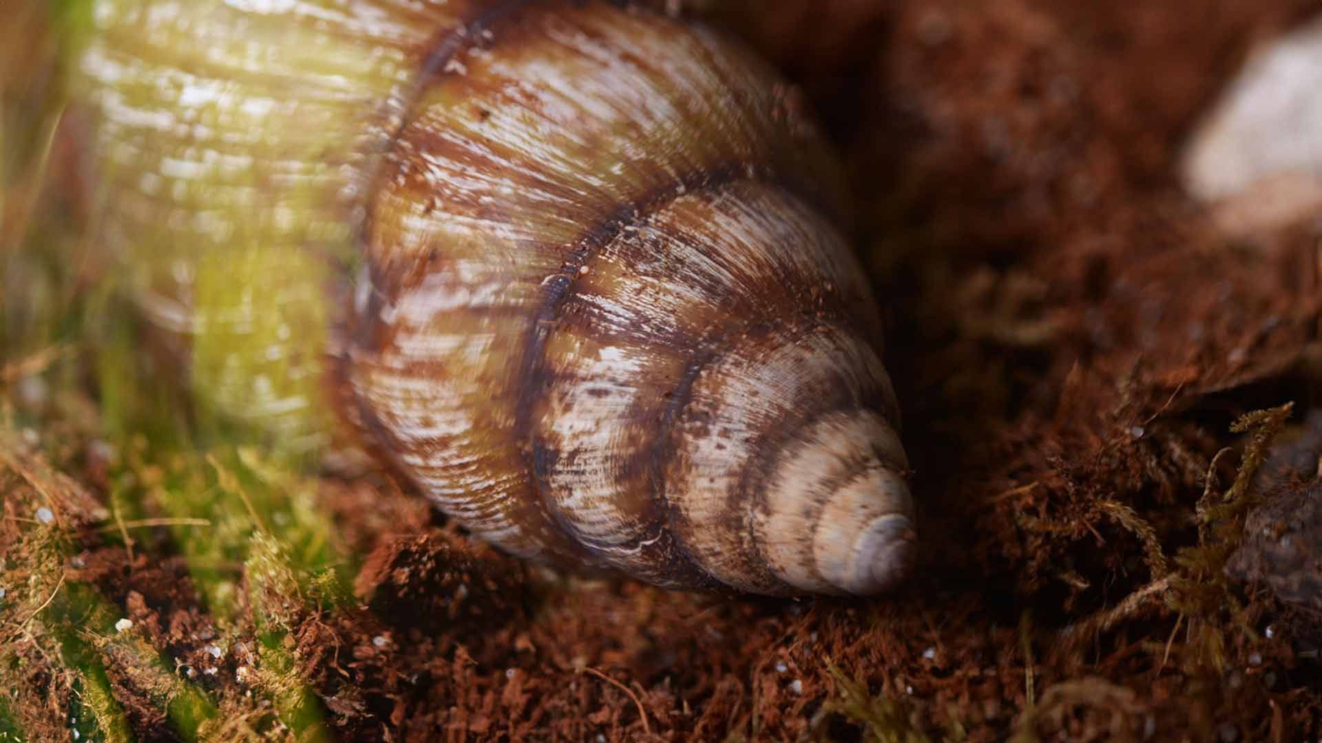 Giant African Snail